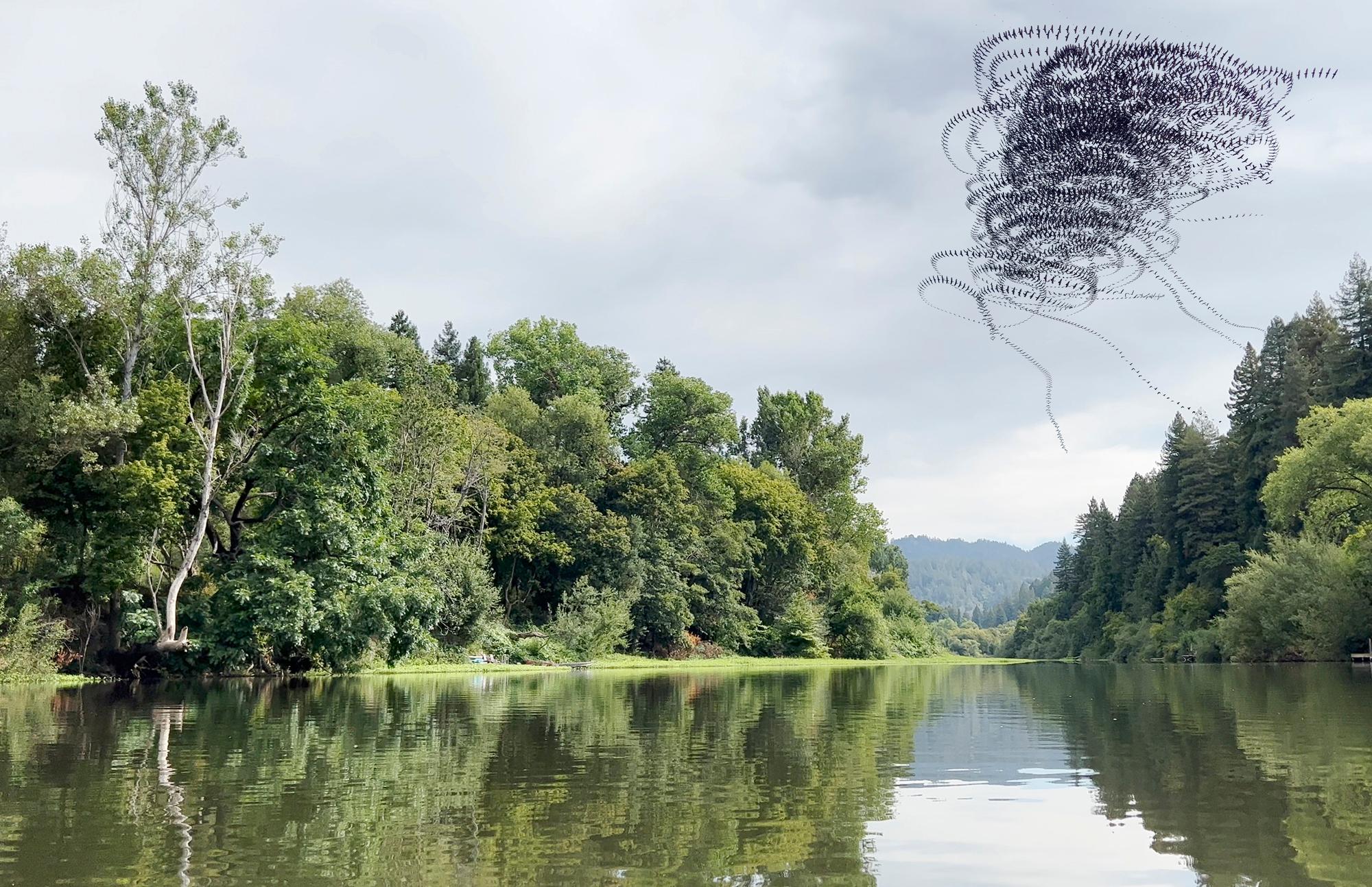 Landscape Photograph di Doris Mitsch - Lockdown Vultures (Russian River)