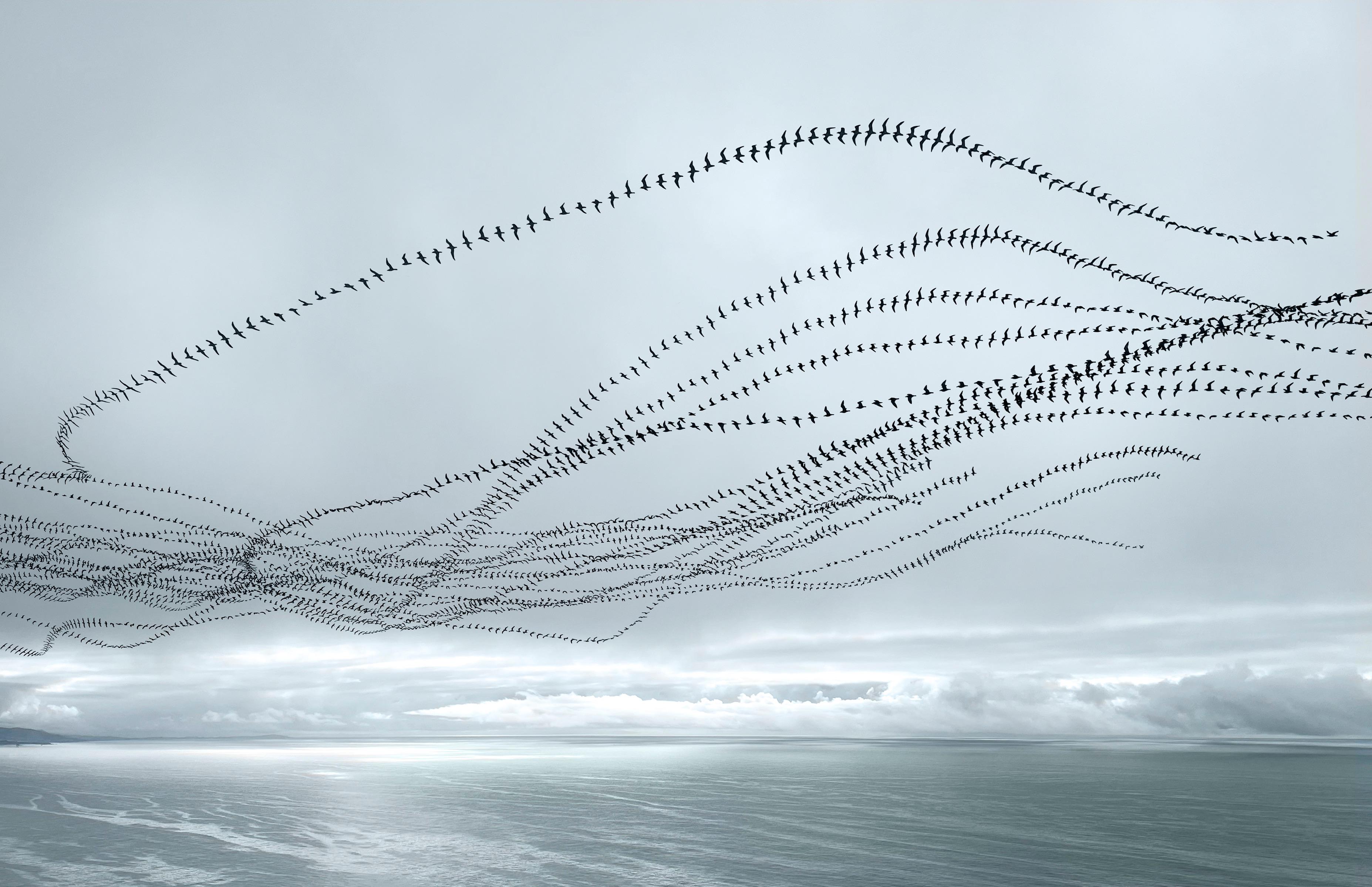 Landscape Photograph de Doris Mitsch - Gaviotas encerradas (Sea Ranch)