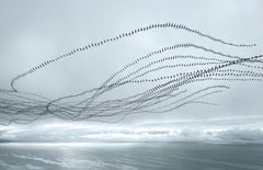 Lockdown Gulls (Sea Ranch)