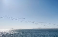 Lockdown Gulls (SF Skyline)