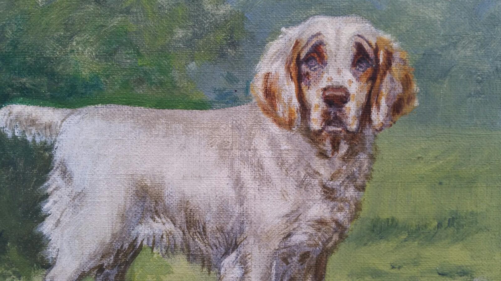 clumber spaniel price