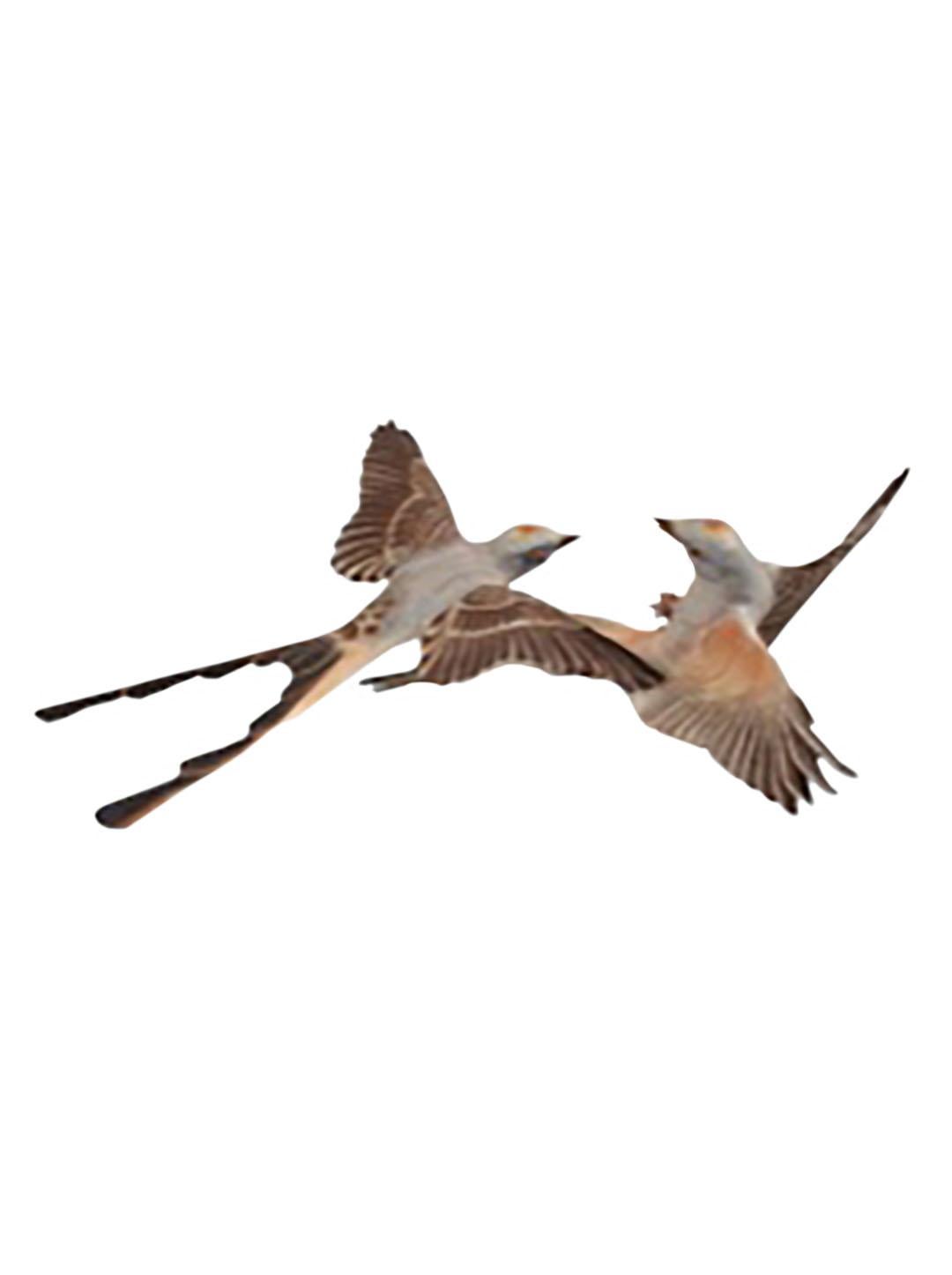 A pair of Royal Worcester, bone china, Scissor Tailed Flycatchers by Dorothy Doughty .These are very difficult to find in great condition, and very rare they hang on the wall. Mid 20th century mint condition.