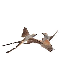Dorothy Doughty Scissor Tailed Flycatchers