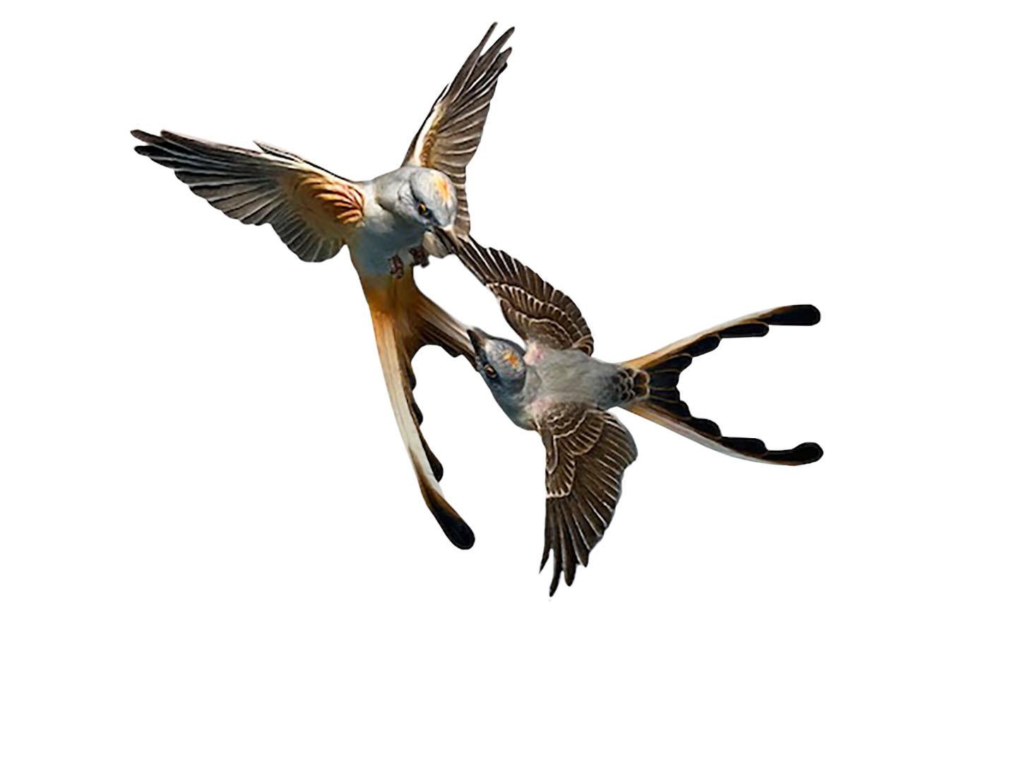 English Dorothy Doughty Scissor Tailed Flycatchers For Sale