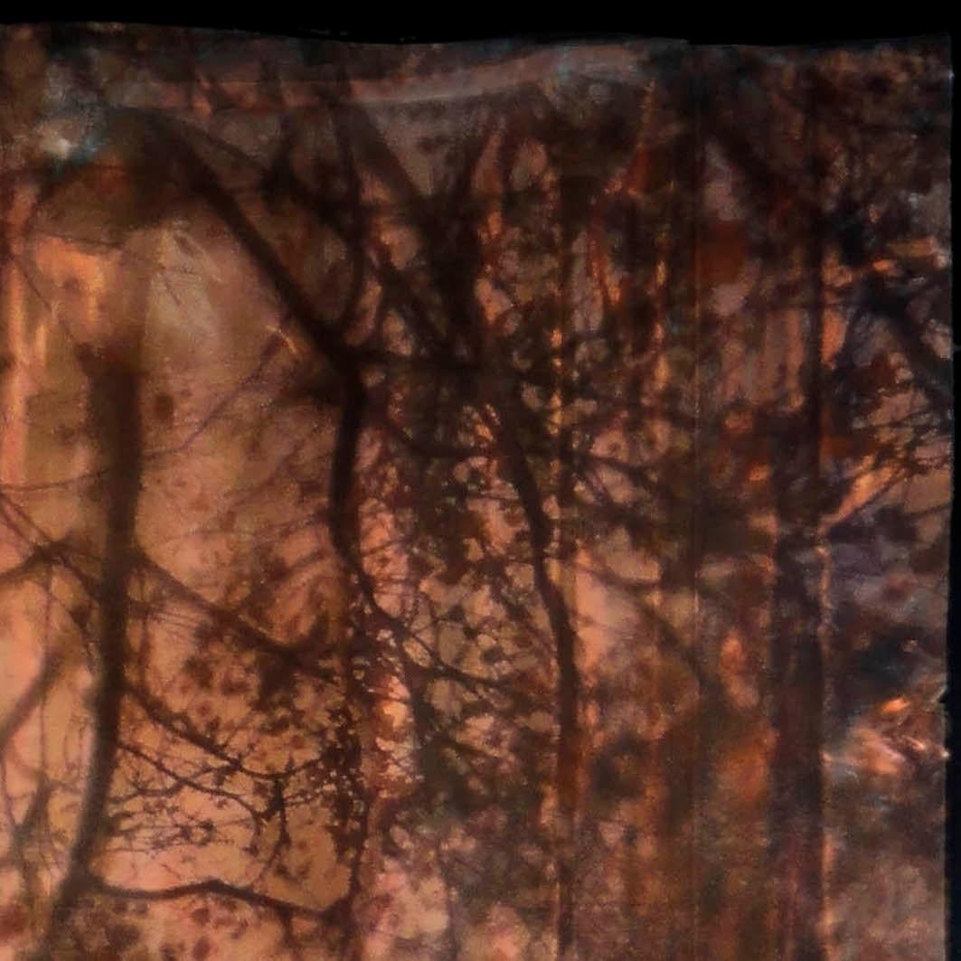 “Shadows 2” is a 36 x 28 inch multi layered work made with an archival pigment print on film nailed to salvaged copper on wood board.  A highly decorative overall composition of leafless branches floats over the warmly reflective copper, giving the