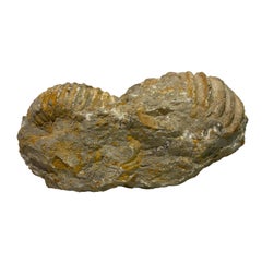 Double Ammonite Fossil