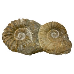 Double Ammonite Fossil