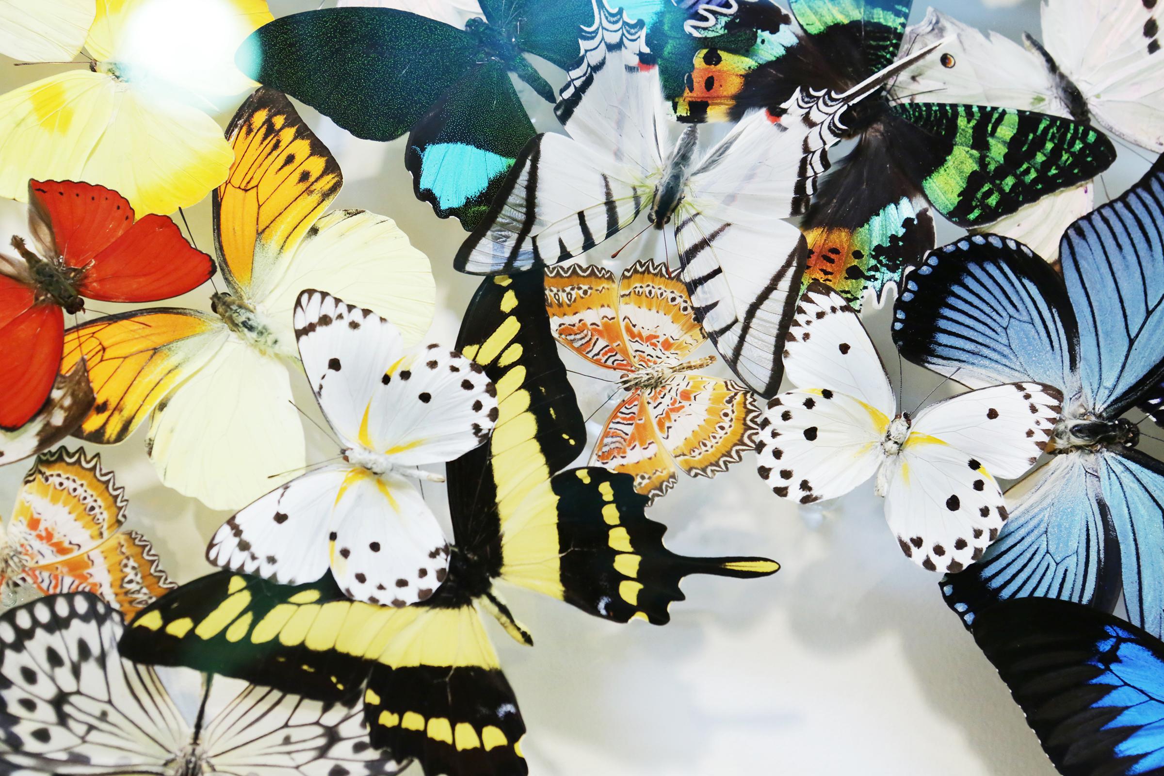 Double boîte à papillons en verre de Chanel Décoration murale en vente 3