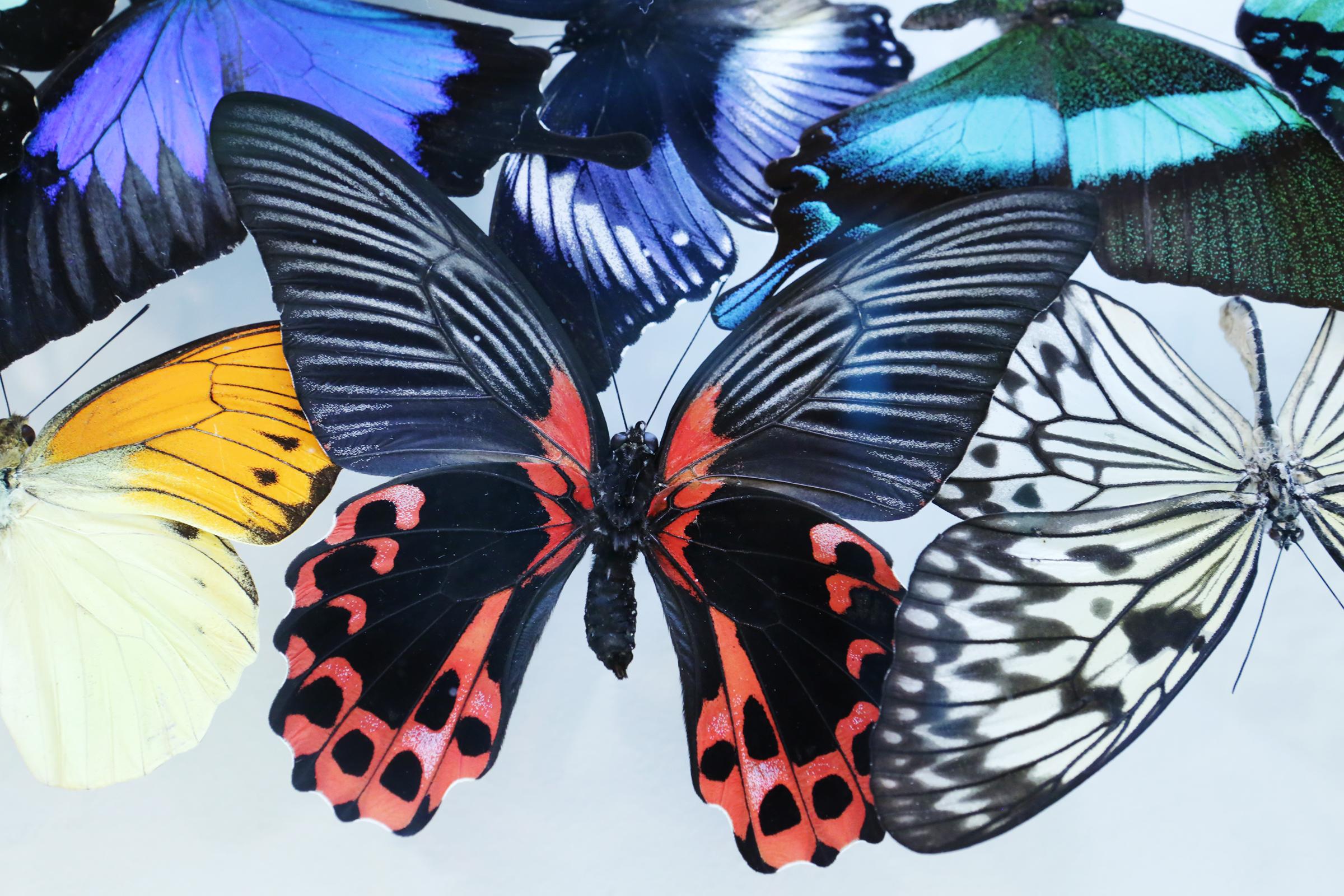 Double Chanel Butterflies Glass Box Frame Wall Decoration For Sale 3
