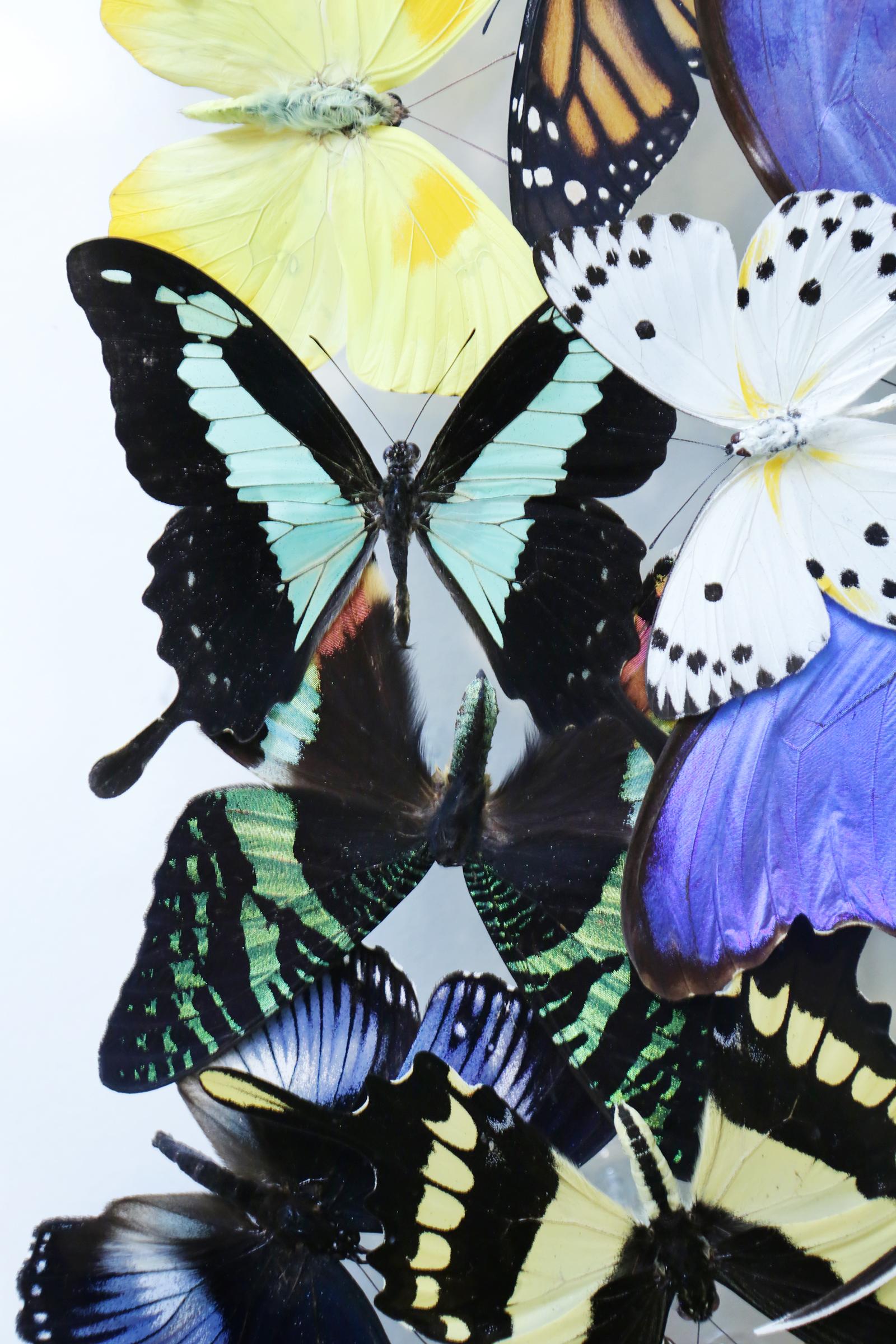 Double boîte à papillons en verre de Chanel Décoration murale en vente 7