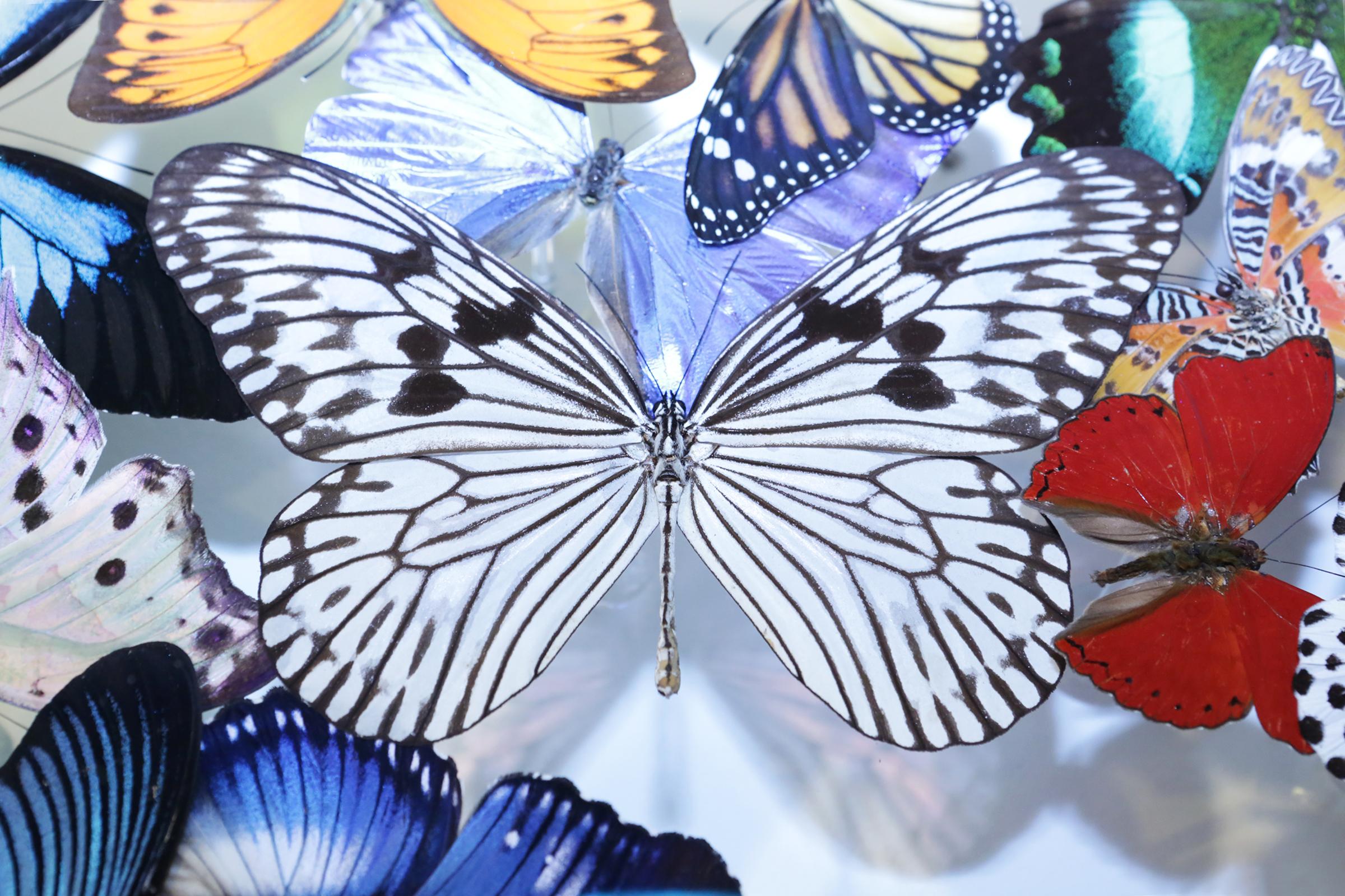 Double boîte à papillons en verre de Chanel Décoration murale en vente 8
