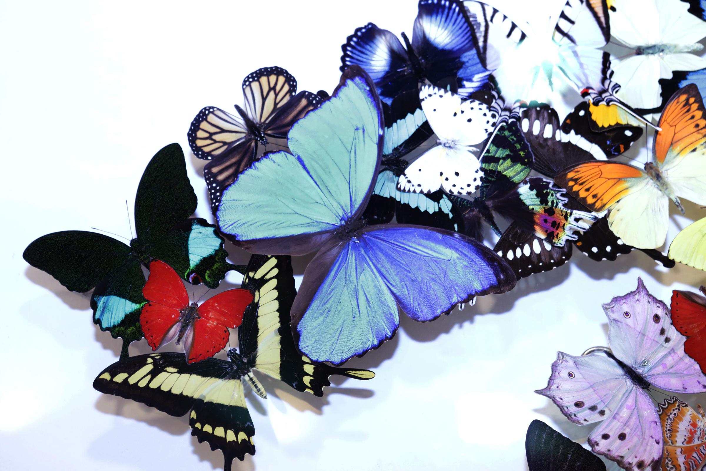 XXIe siècle et contemporain Double boîte à papillons en verre de Chanel Décoration murale en vente