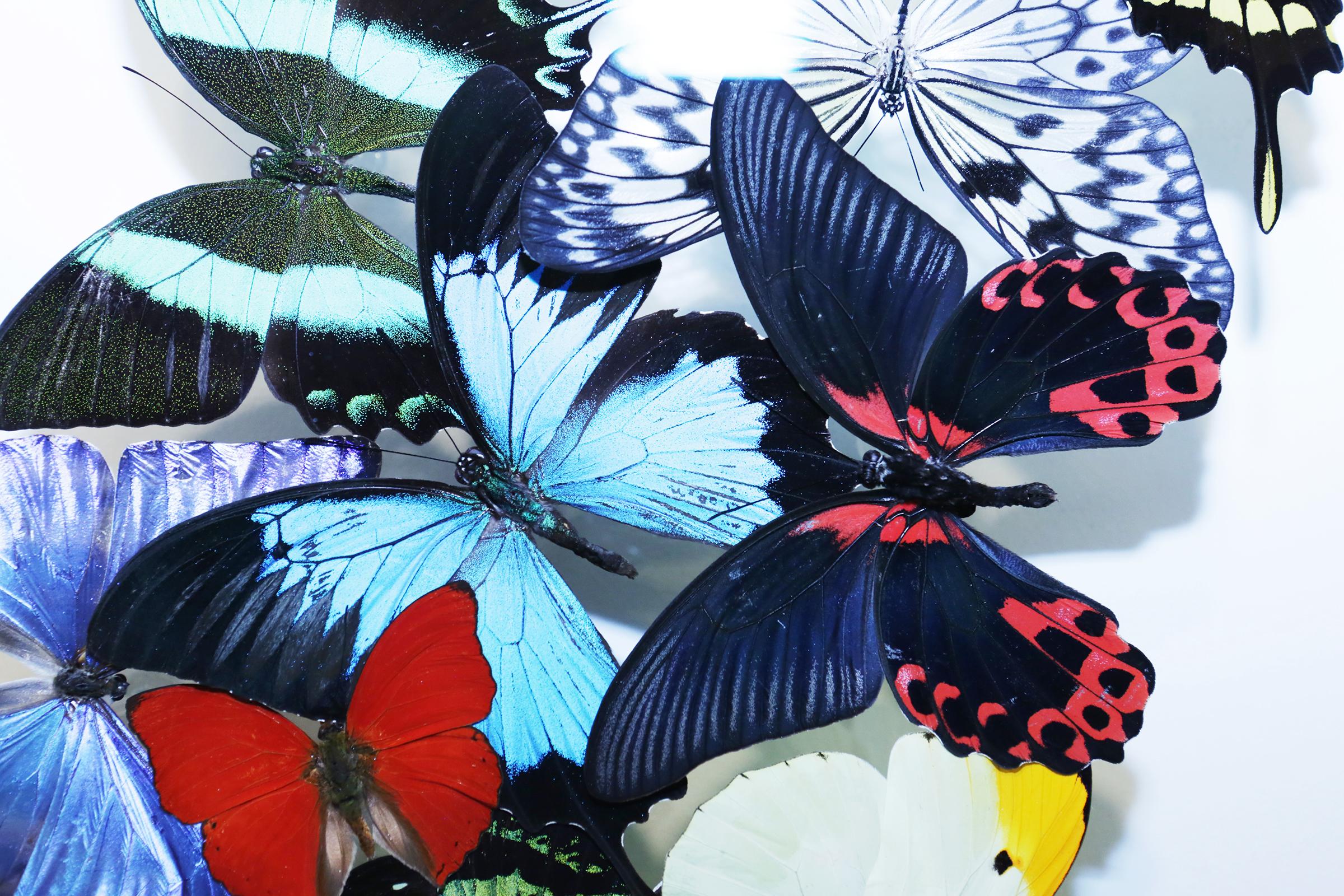 Verre Double boîte à papillons en verre de Chanel Décoration murale en vente