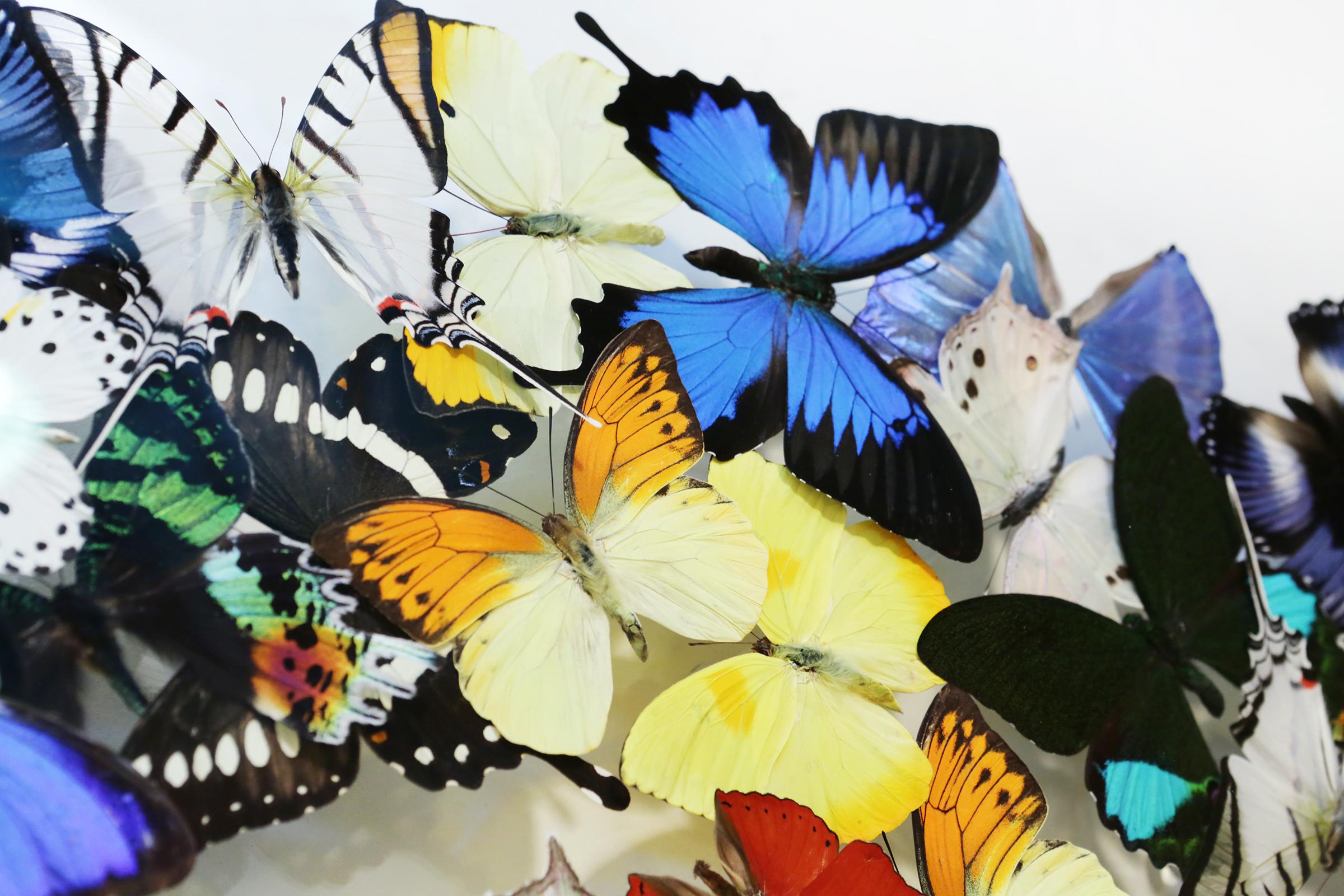 Contemporary Double Chanel Butterflies Glass Box Frame Wall Decoration For Sale