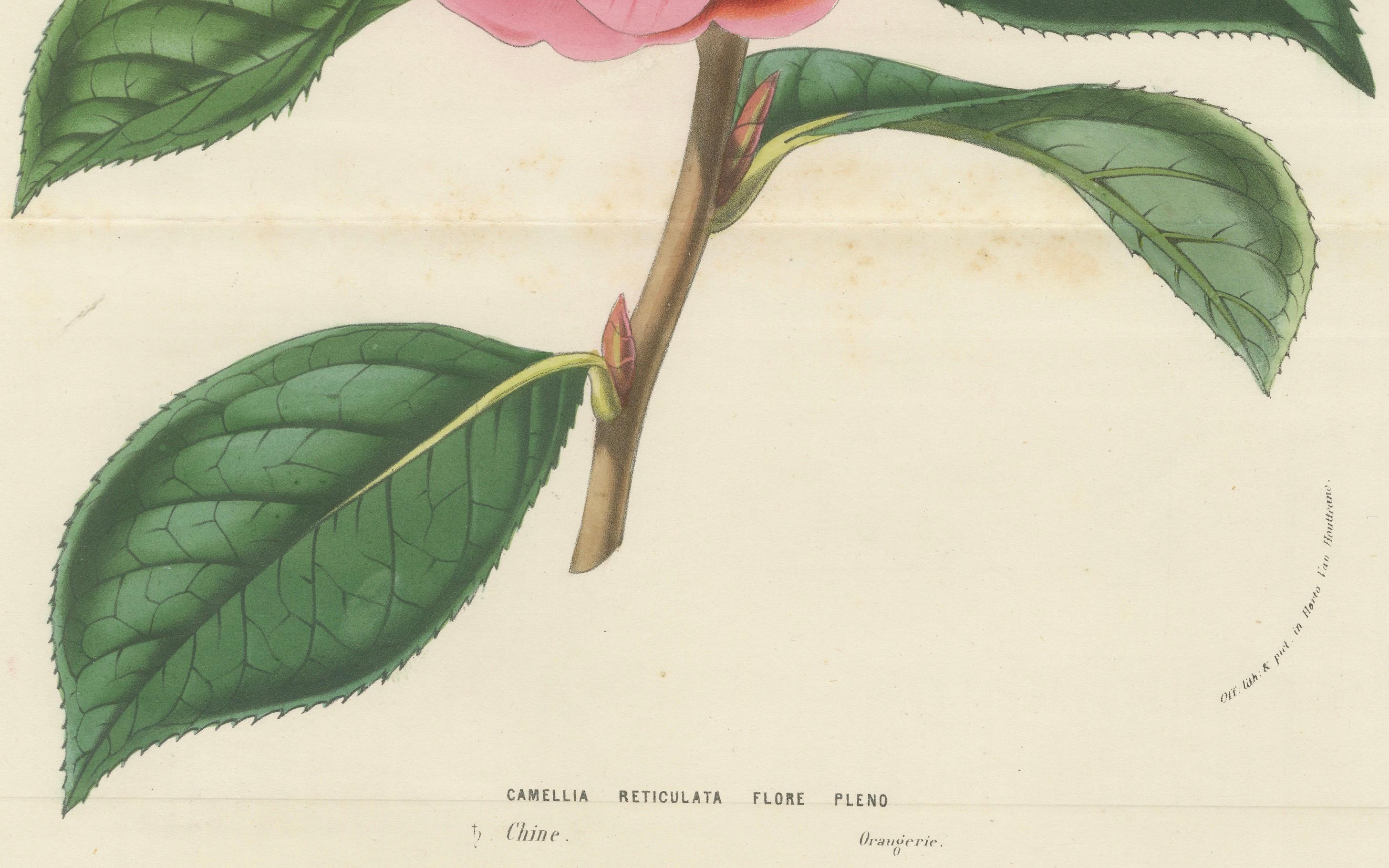 Es handelt sich um eine wunderschöne handkolorierte Lithographie aus der Sammlung *Flore des Serres et des Jardins de l'Europe* von Louis van Houtte, die zwischen 1854 und 1855 veröffentlicht wurde. Die hier vorgestellte Pflanze ist *Camellia
