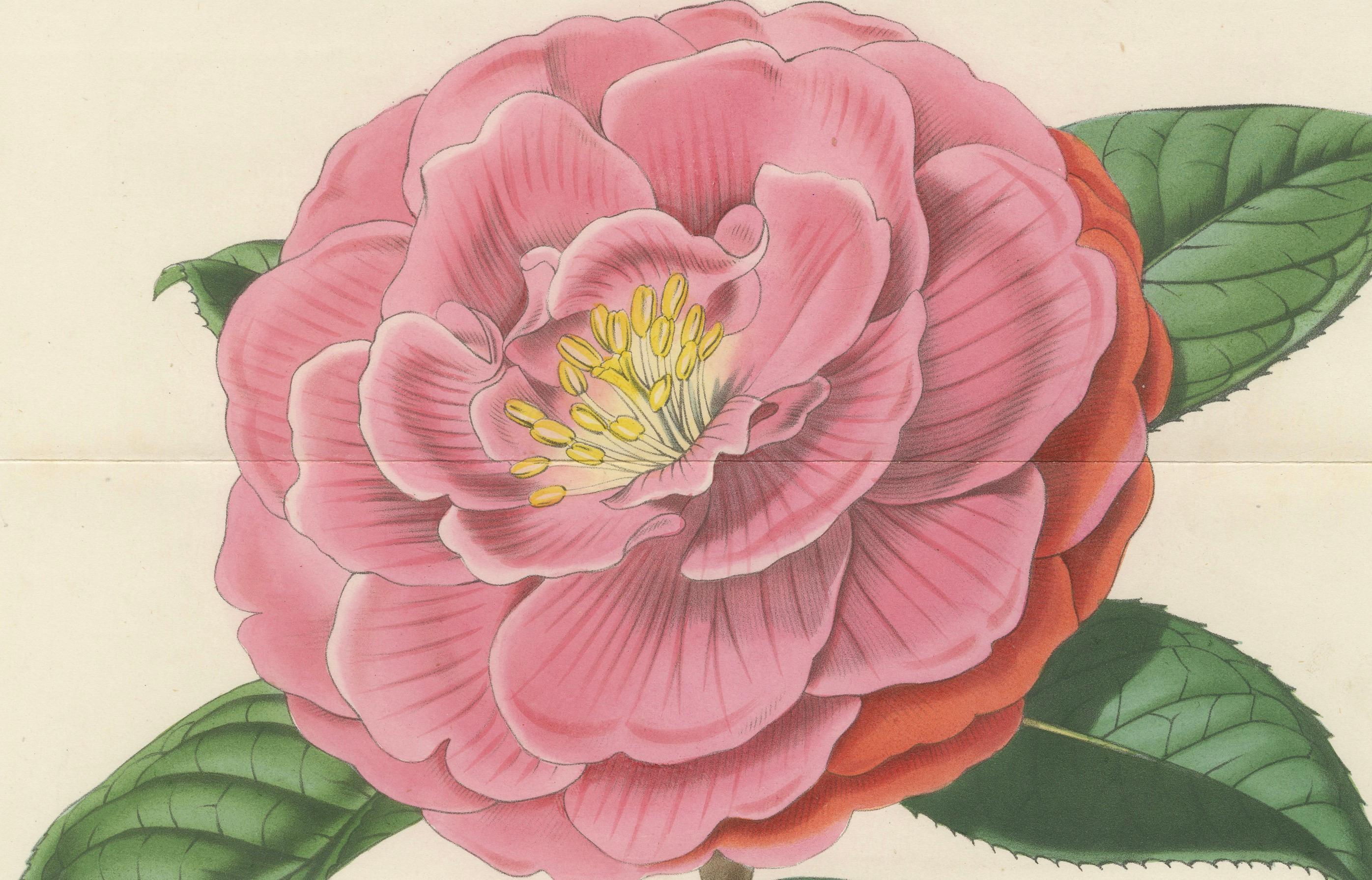 Doppelt geblümte Kamelie: handkolorierte Lithographie von Louis van Houtte, 1855 im Zustand „Gut“ im Angebot in Langweer, NL