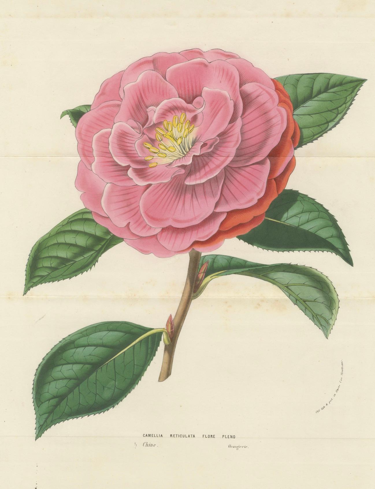 Doppelt geblümte Kamelie: handkolorierte Lithographie von Louis van Houtte, 1855 (Mittleres 19. Jahrhundert) im Angebot