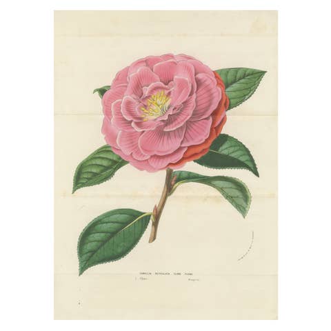 Double Flowering Camellia: Hand-Colored Lithograph from Louis van Houtte, 1855
