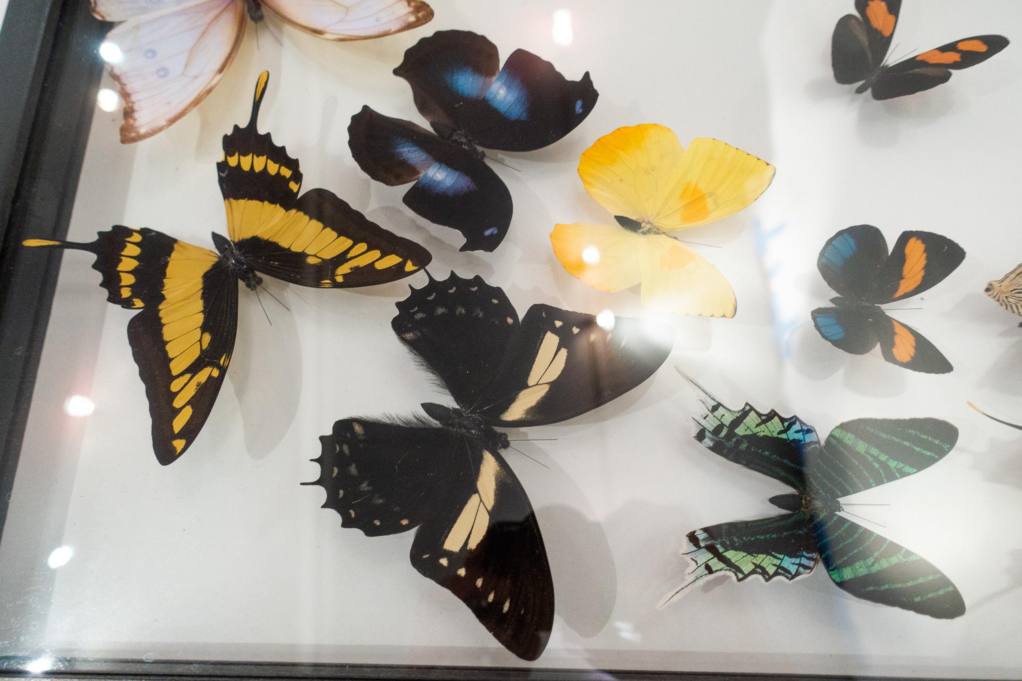 Large collection of mounted butterflies in a double glass frame. This piece has a variety of different species including Morpho Didius, Heliconius Dorus, and Urania Leilus.