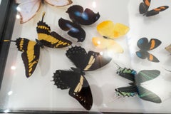 Double Glass Mounted Butterflies in Flight