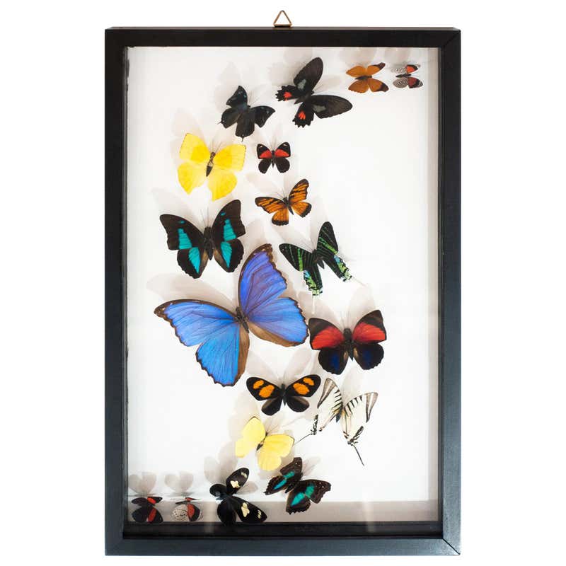 Double Glass Mounted Butterflies in Flight at 1stDibs | double glass ...