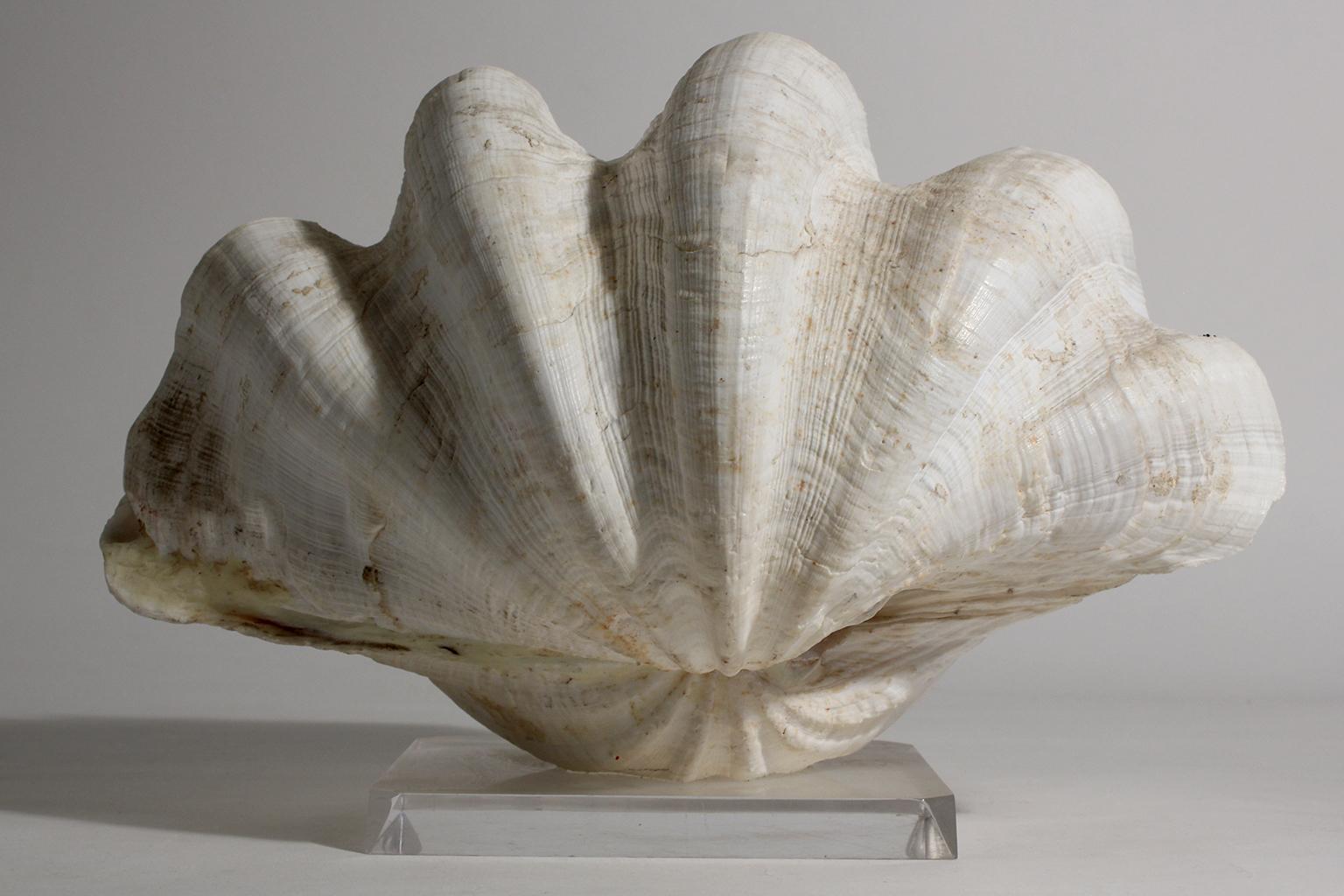 Double Matching Tridacna Gigas Clam Shell on Lucite Base Nautical Sculpture In Excellent Condition In San Diego, CA