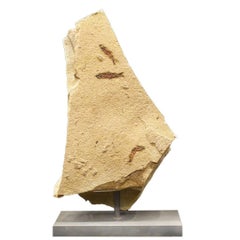 Double Sided Fossilised Fish Sculpture