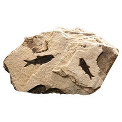 Double-Sided Fossilised Fish Sculpture