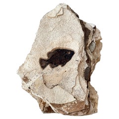 Double-Sided Fossilised Fish Sculpture