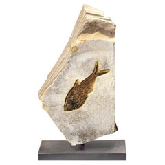 Double Sided Fossilised Fish Sculpture