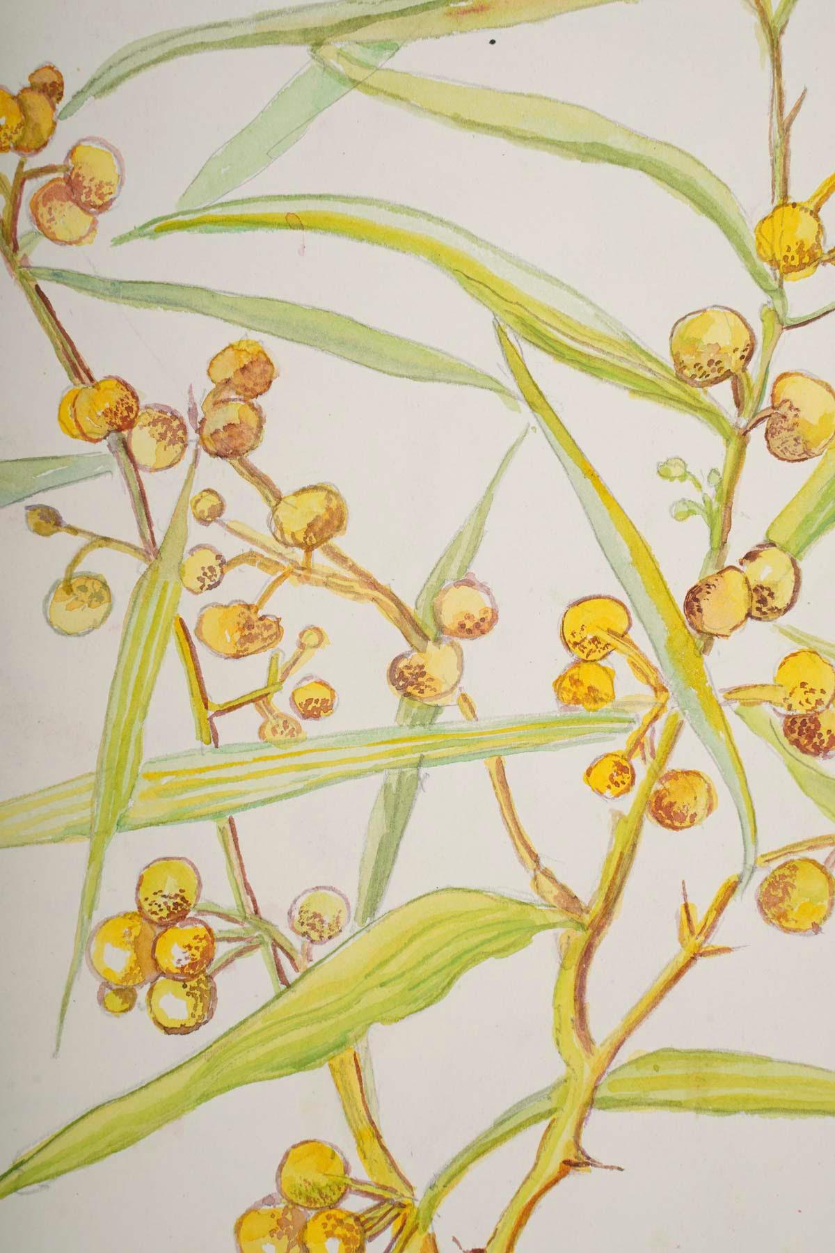 Dessin à l'aquarelle recto-verso de plantes, 20e siècle.

Aquarelle recto-verso du 20e siècle représentant des plantes.
H : 29.5cm, L : 23.5cm, P : 0.2cm
