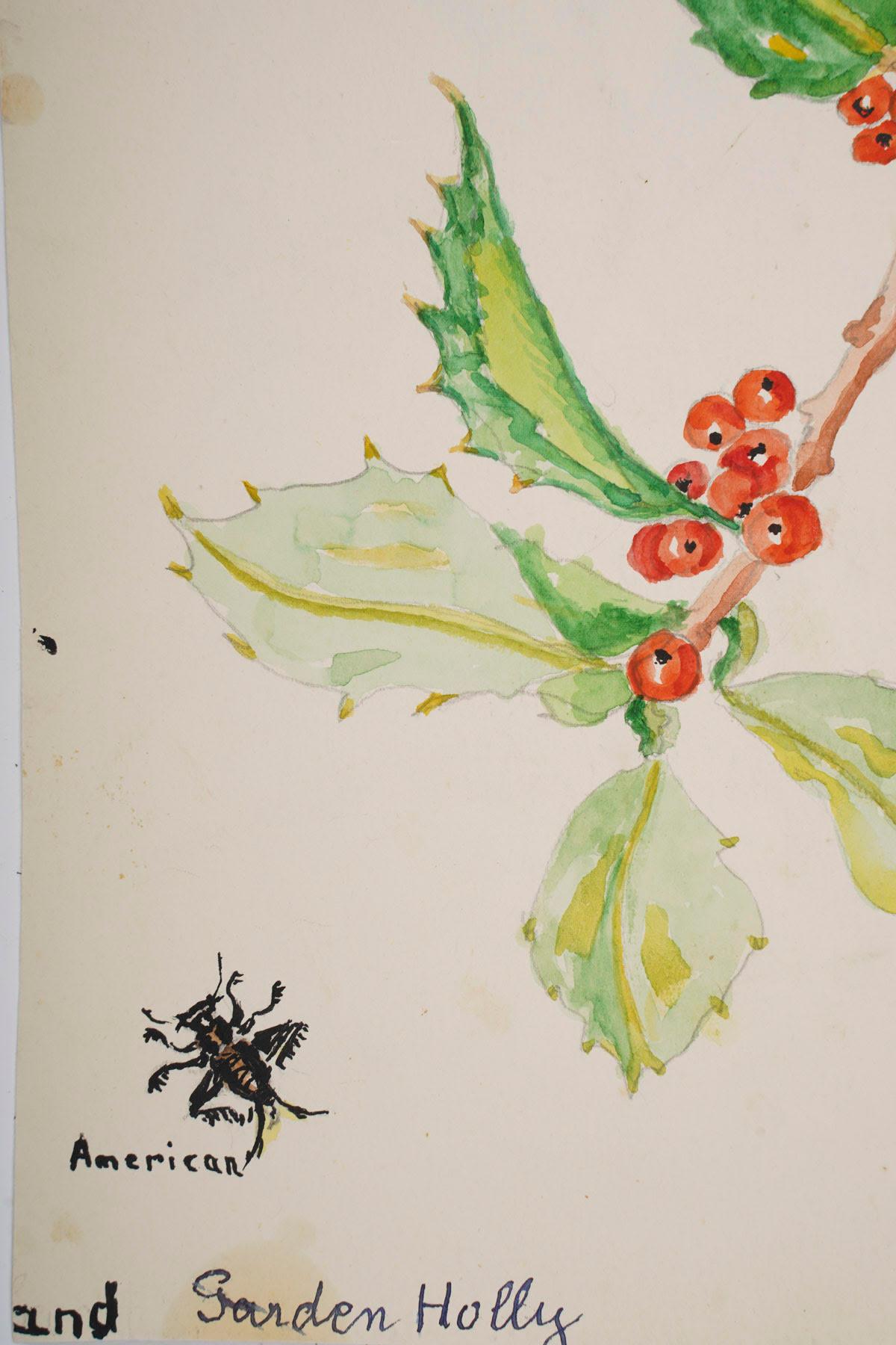 Dessins de plantes à double face, 20e siècle Bon état - En vente à Saint-Ouen, FR