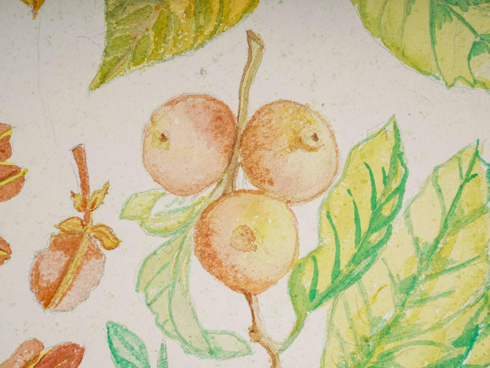 Mid-Century Modern Aquarelle de plantes à double face, 20e siècle, Afton, 1962. en vente