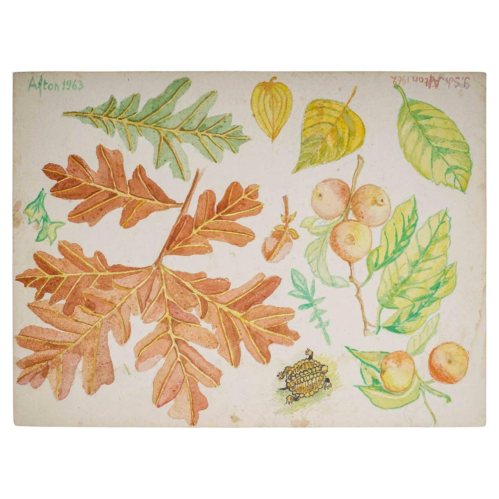 Double-Sided Watercolour of Plants, 20th Century, Afton, 1962.