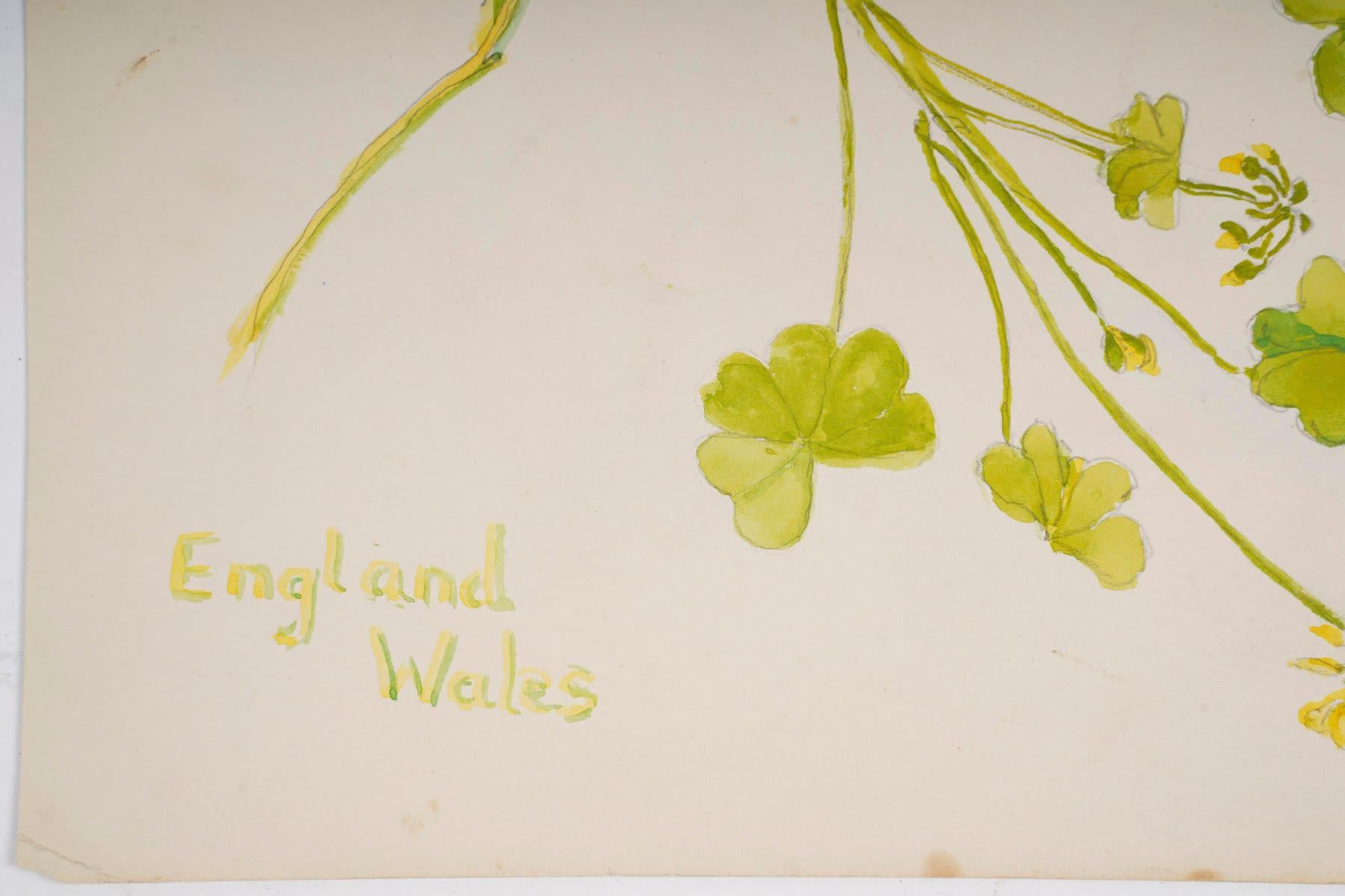 Doppelseitiges Aquarell mit Pflanzen, England, Wales, 20. Jahrhundert. (Englisch) im Angebot