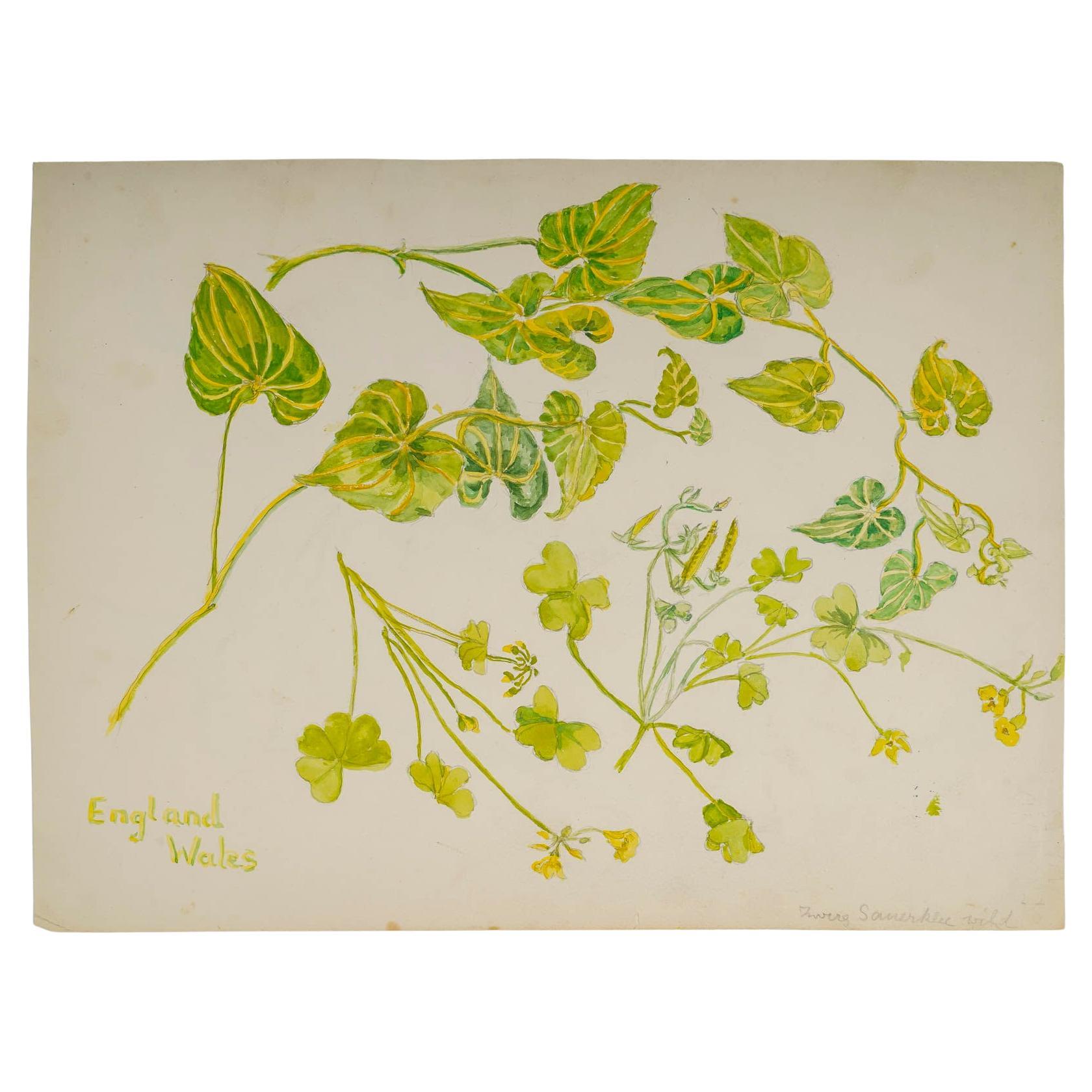 Double-Sided Watercolour of Plants, England Wales, 20th Century.
