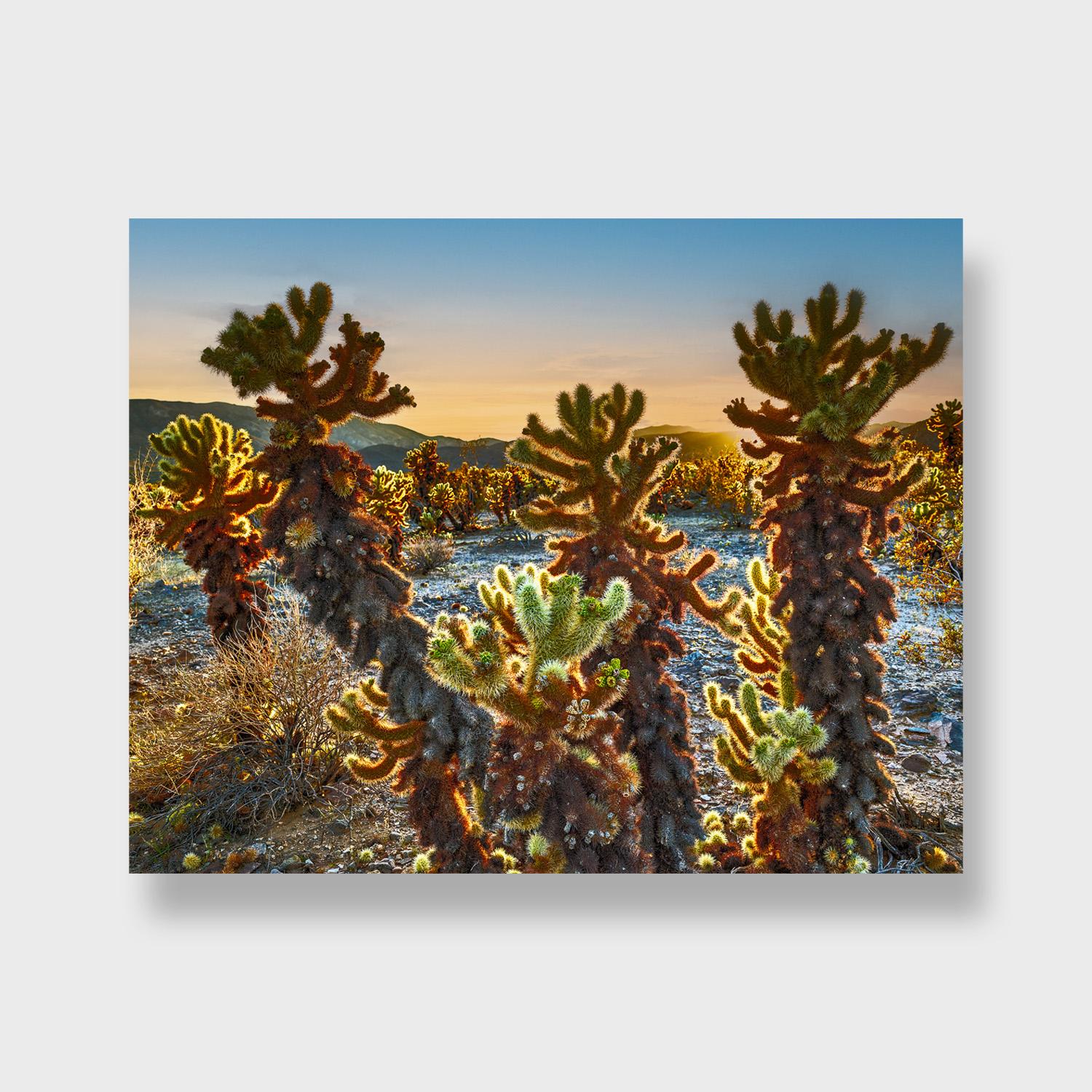 These are photographic prints done on sheets of metal by the Southern California artist Doug Dolde. There are three available sizes, 18