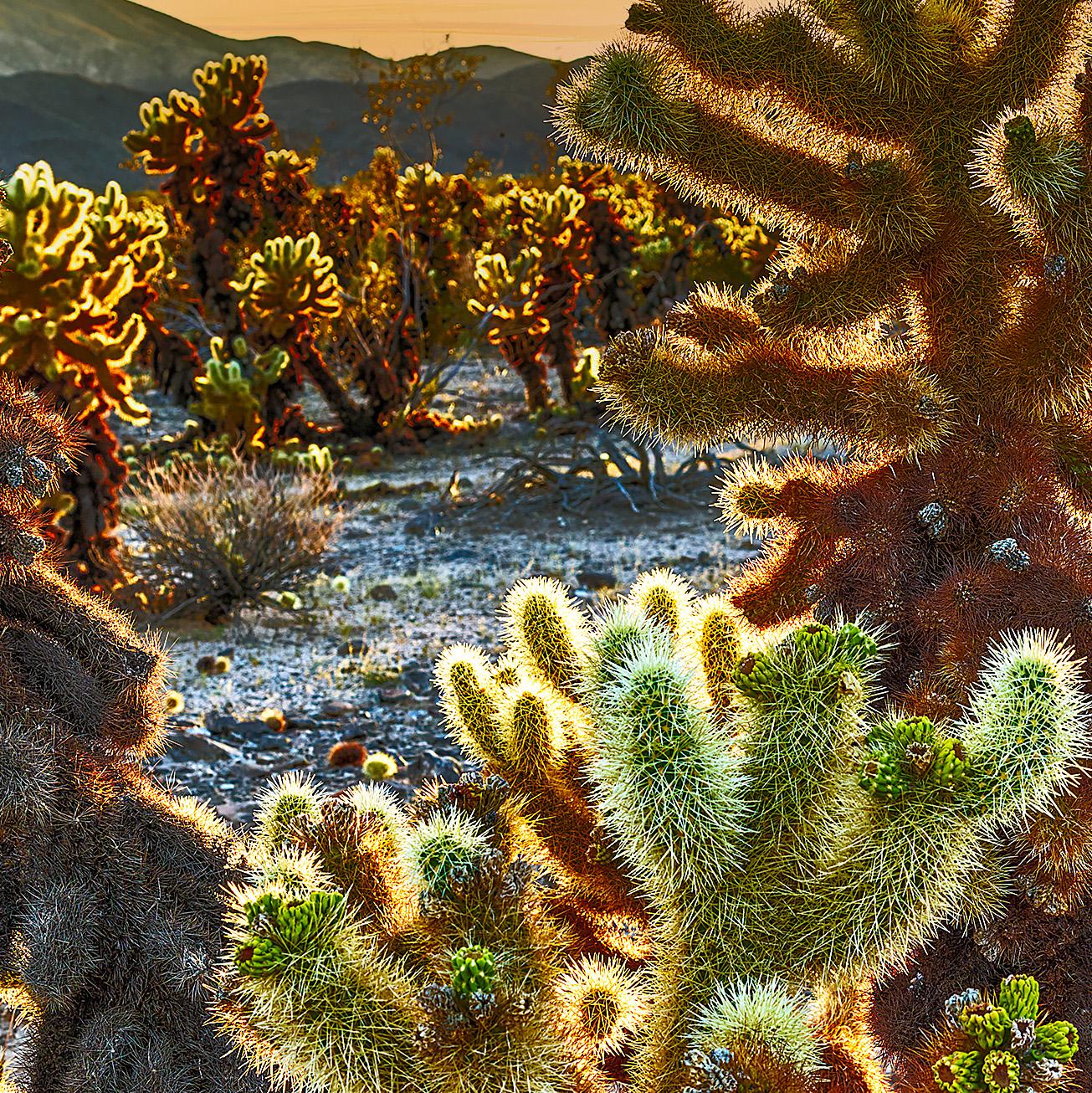 Striking Photographic Landscape of a Cactus , 