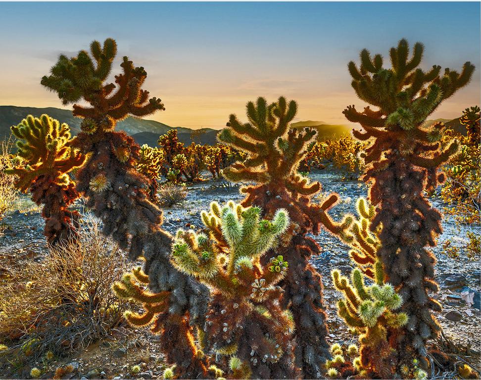 Doug Dolde Landscape Photograph - Striking Photographic Landscape of a Cactus , "Beautiful Danger" 2023
