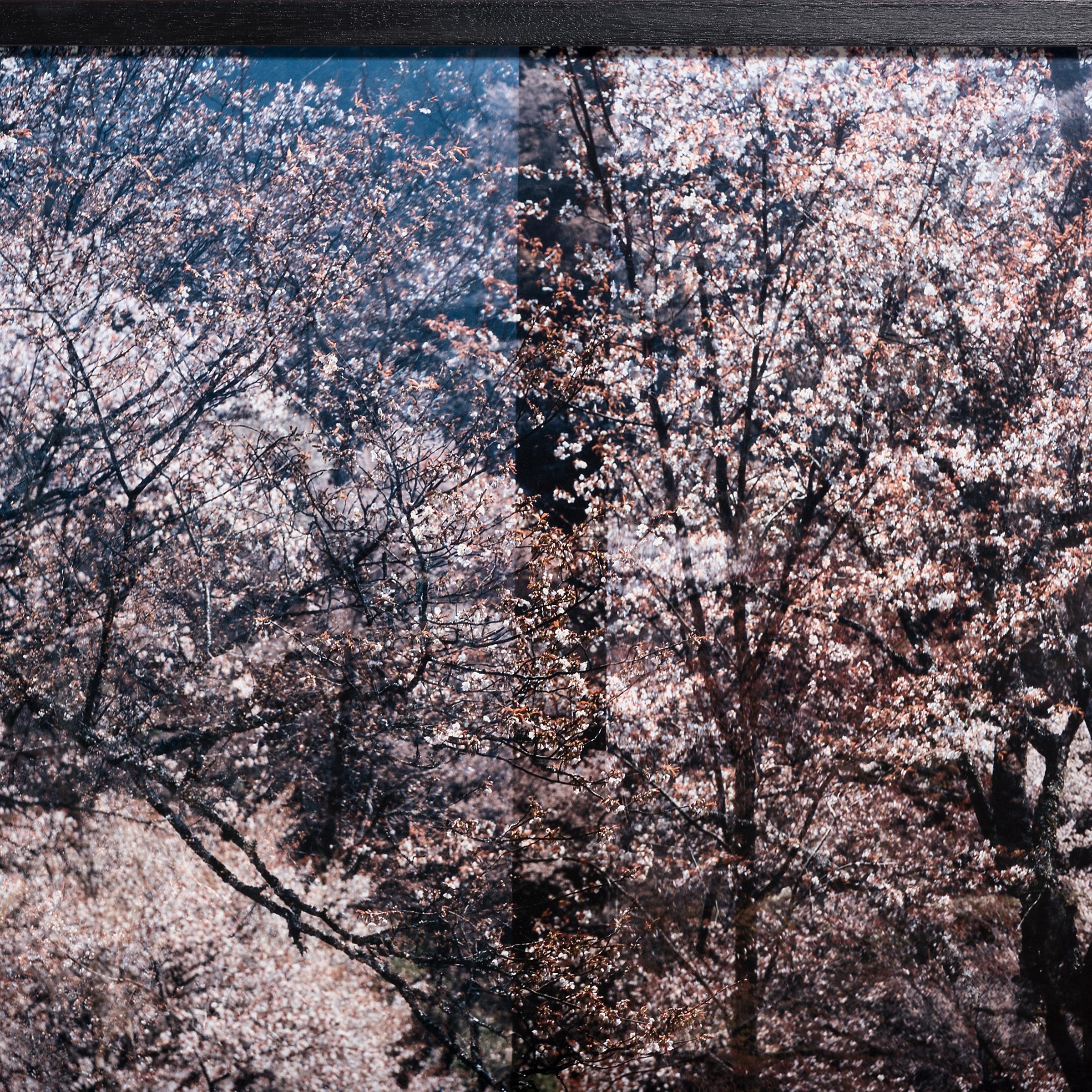 Sakura 11 - Photograph by Doug Fogelson