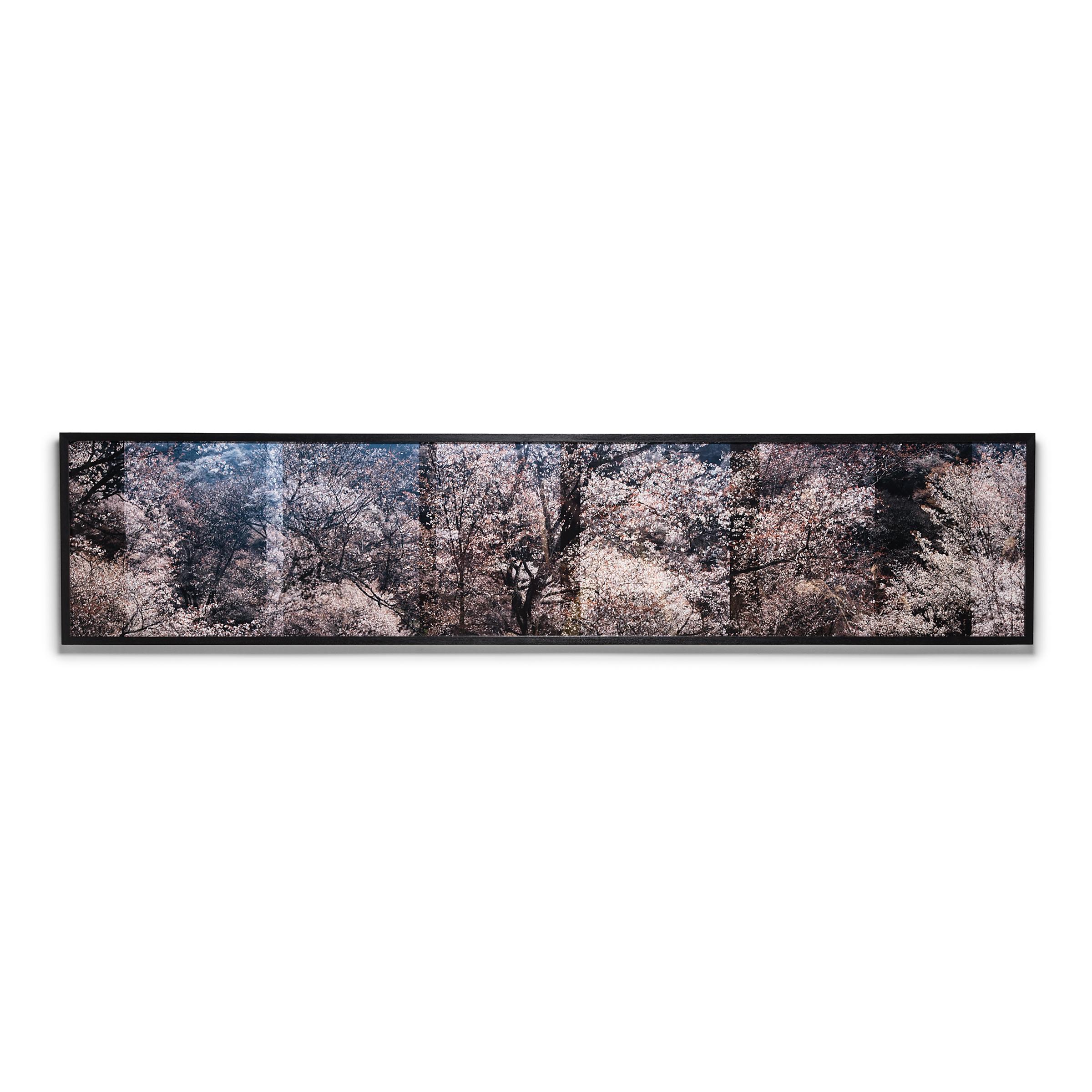 Doug Fogelson Landscape Photograph - Sakura 11