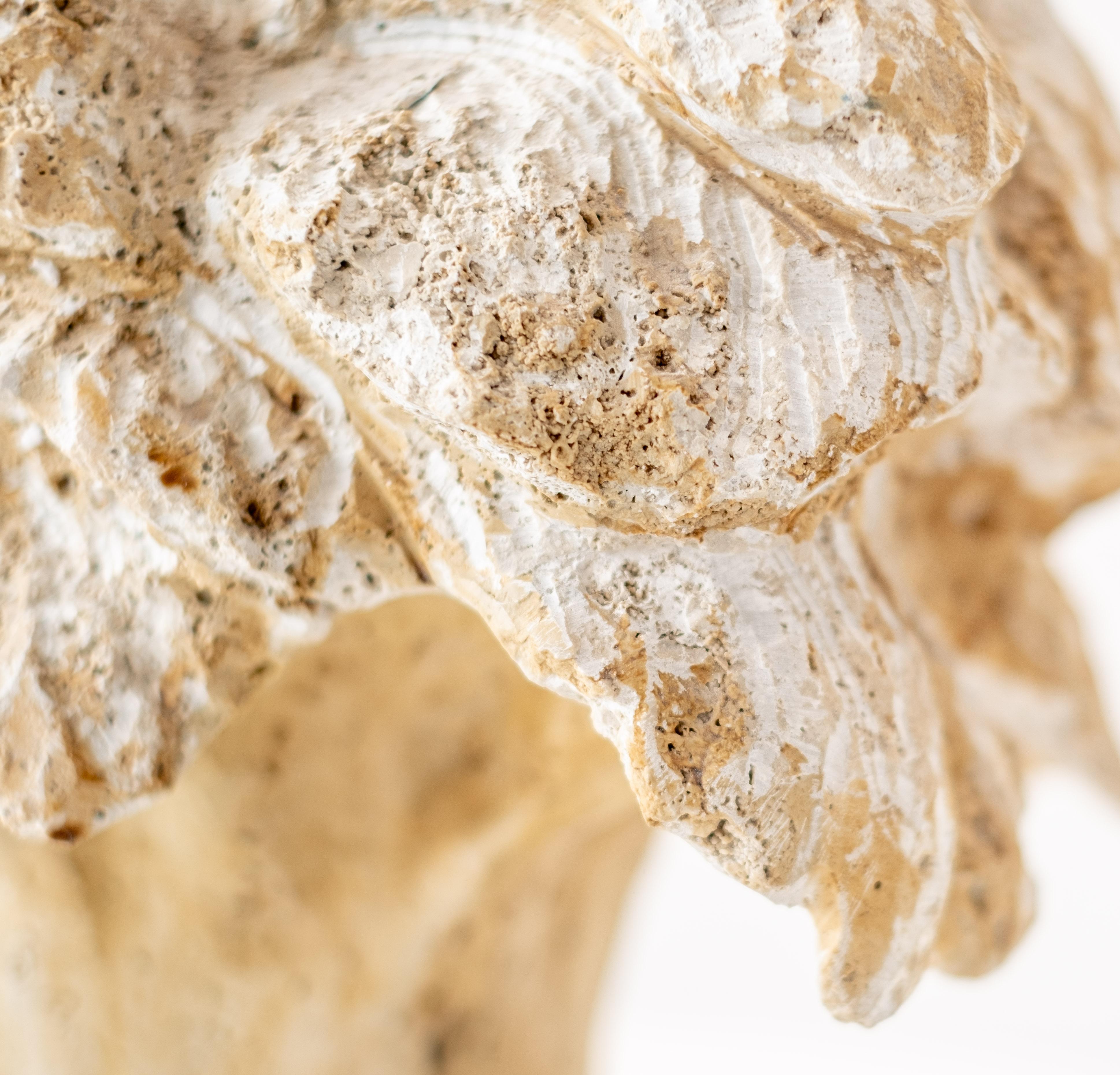 Noce - escultura figurativa, flora, tallada a mano, piedra travertino de Siena en venta 4