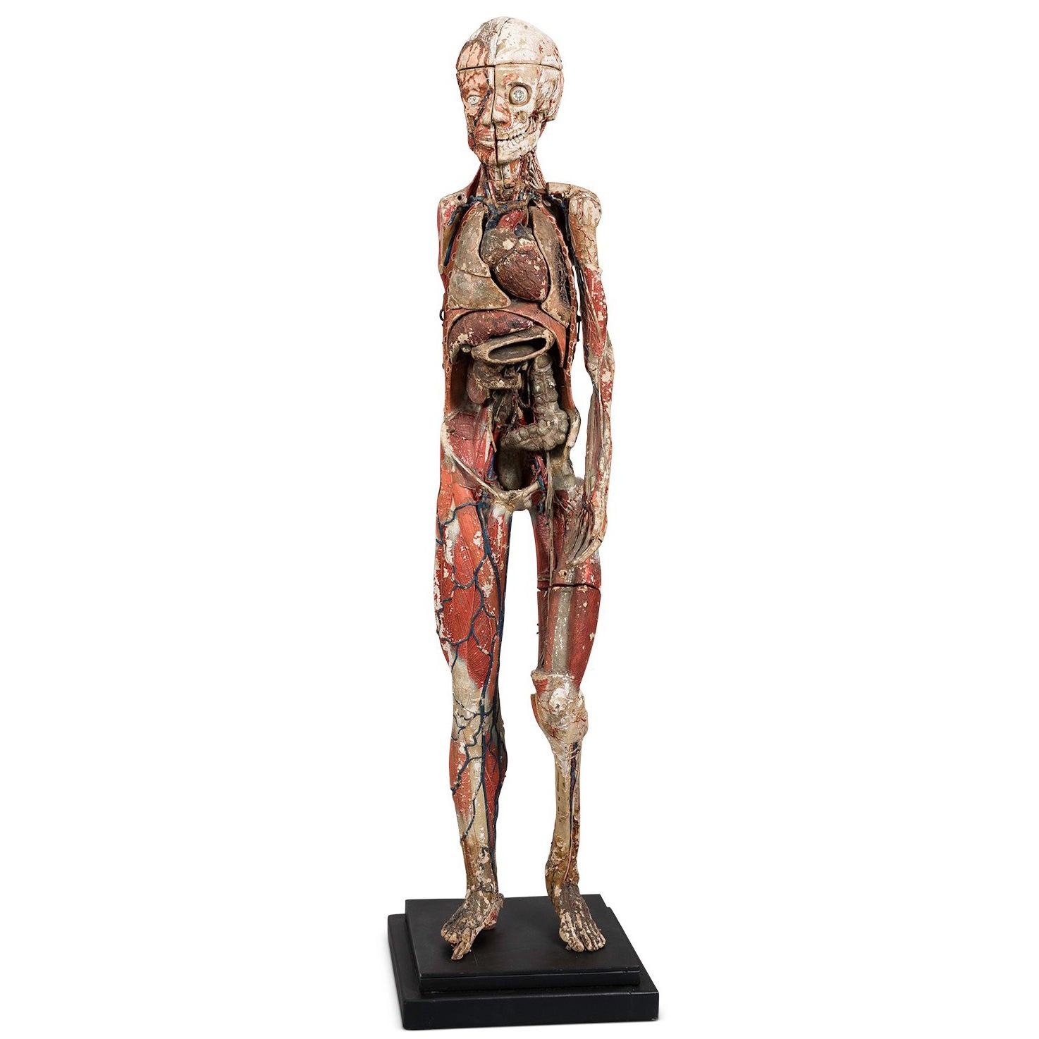 Dr Auzoux Anatomical Model, circa 1880 For Sale