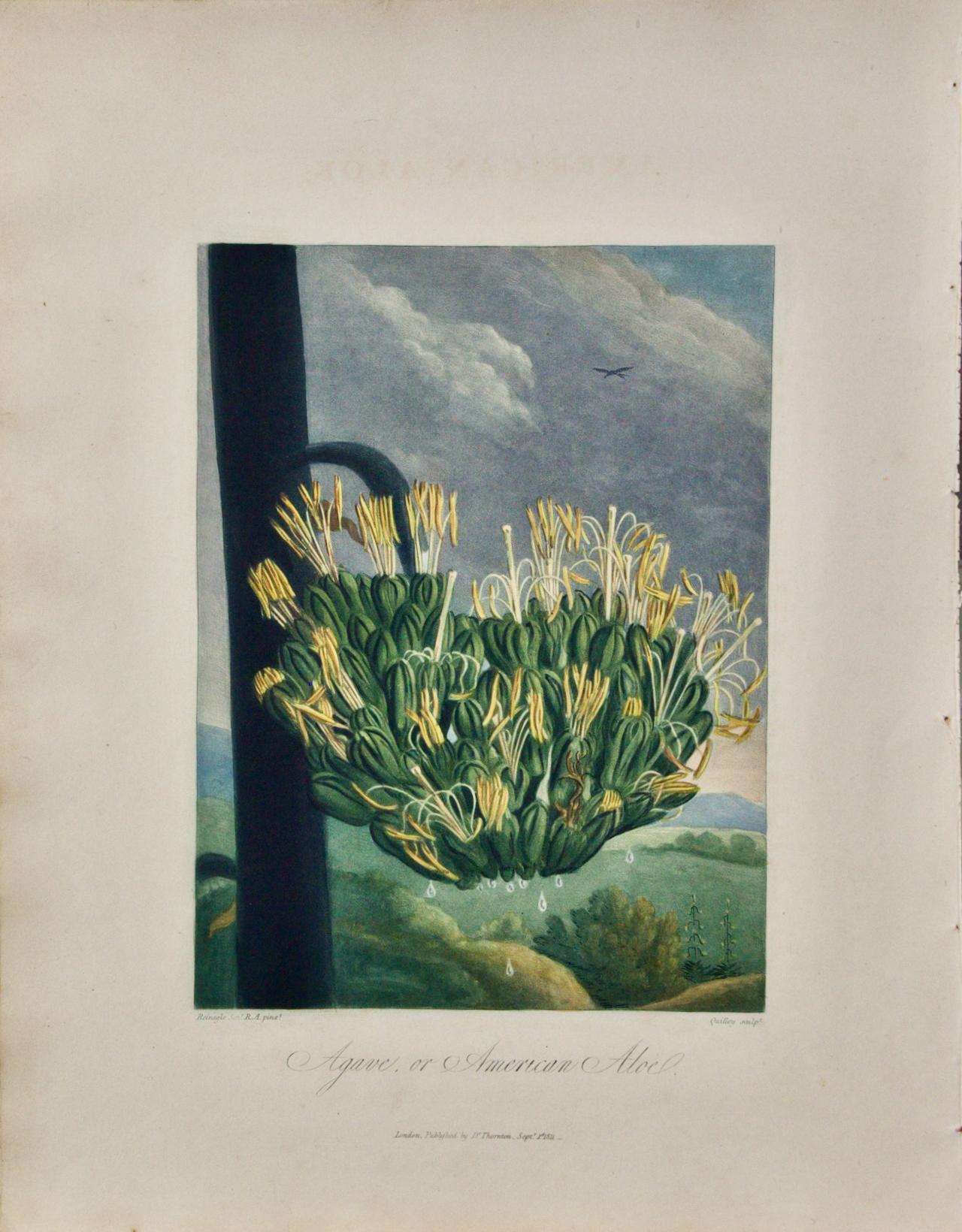 Agave or American Aloe: A Framed Hand-colored Engraving from Robert Thornton - Print by Dr. Robert John Thornton