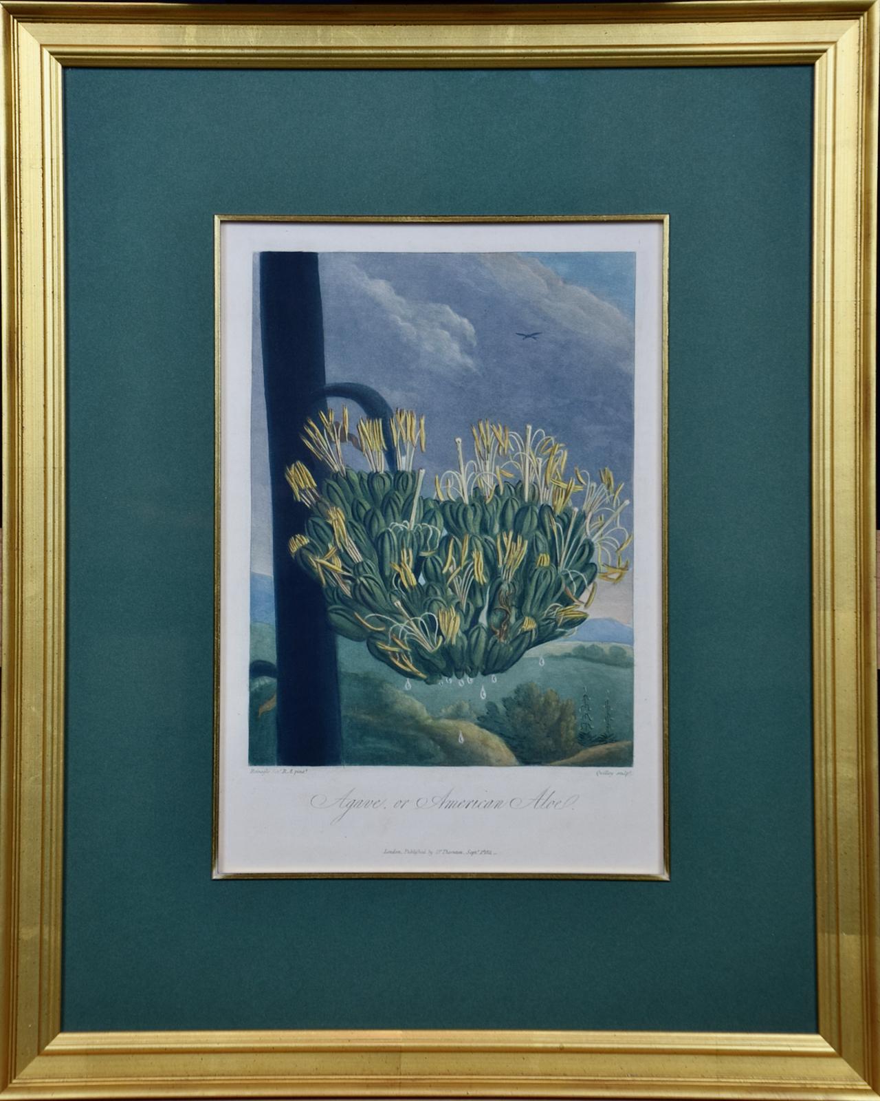 Dr. Robert John Thornton Landscape Print - Agave or American Aloe: A Framed Hand-colored Engraving from Robert Thornton