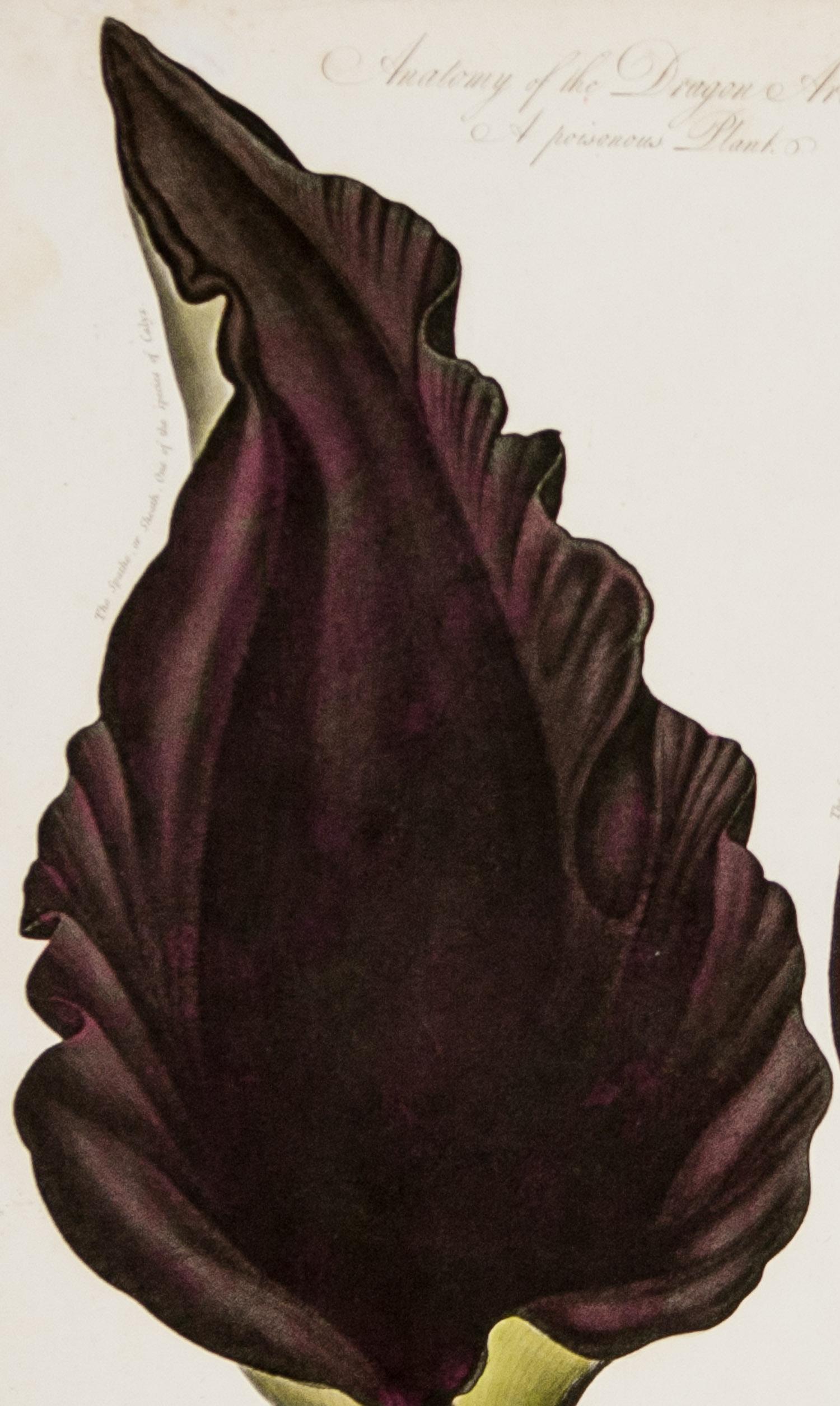 Anatomy of the Dragon Arum & Anatomy of the Queen Flower 1804 by  Dr. R.Thornton - Print by Dr. Robert John Thornton