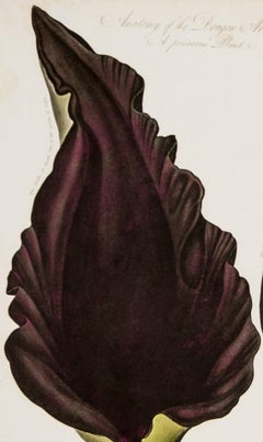 Anatomy of the Dragon Arum & Anatomy of the Queen Flower 1804 by  Dr. R.Thornton