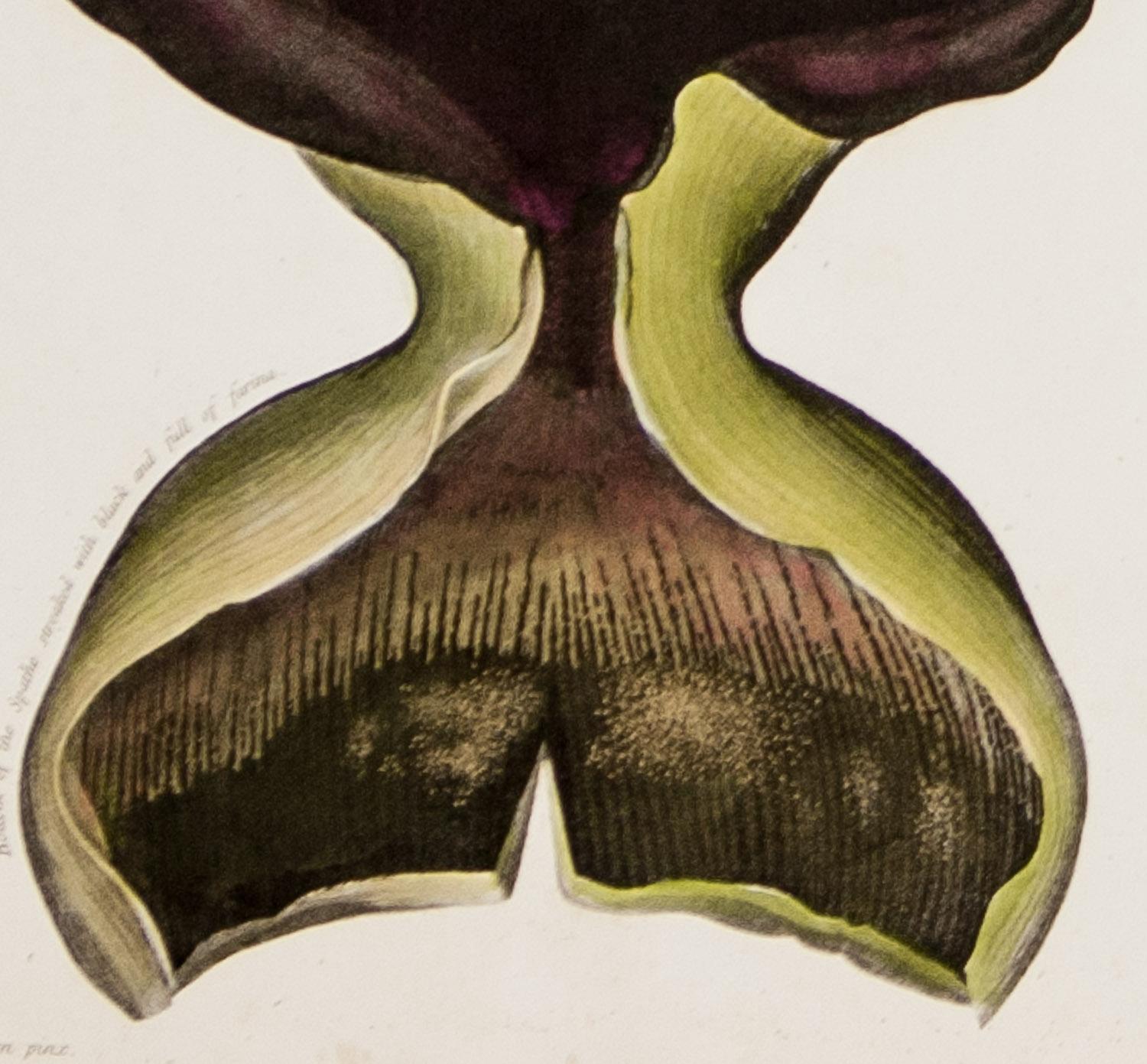 Anatomy of the Dragon Arum & Anatomy of the Queen Flower 1804 by  Dr. R.Thornton - Realist Print by Dr. Robert John Thornton