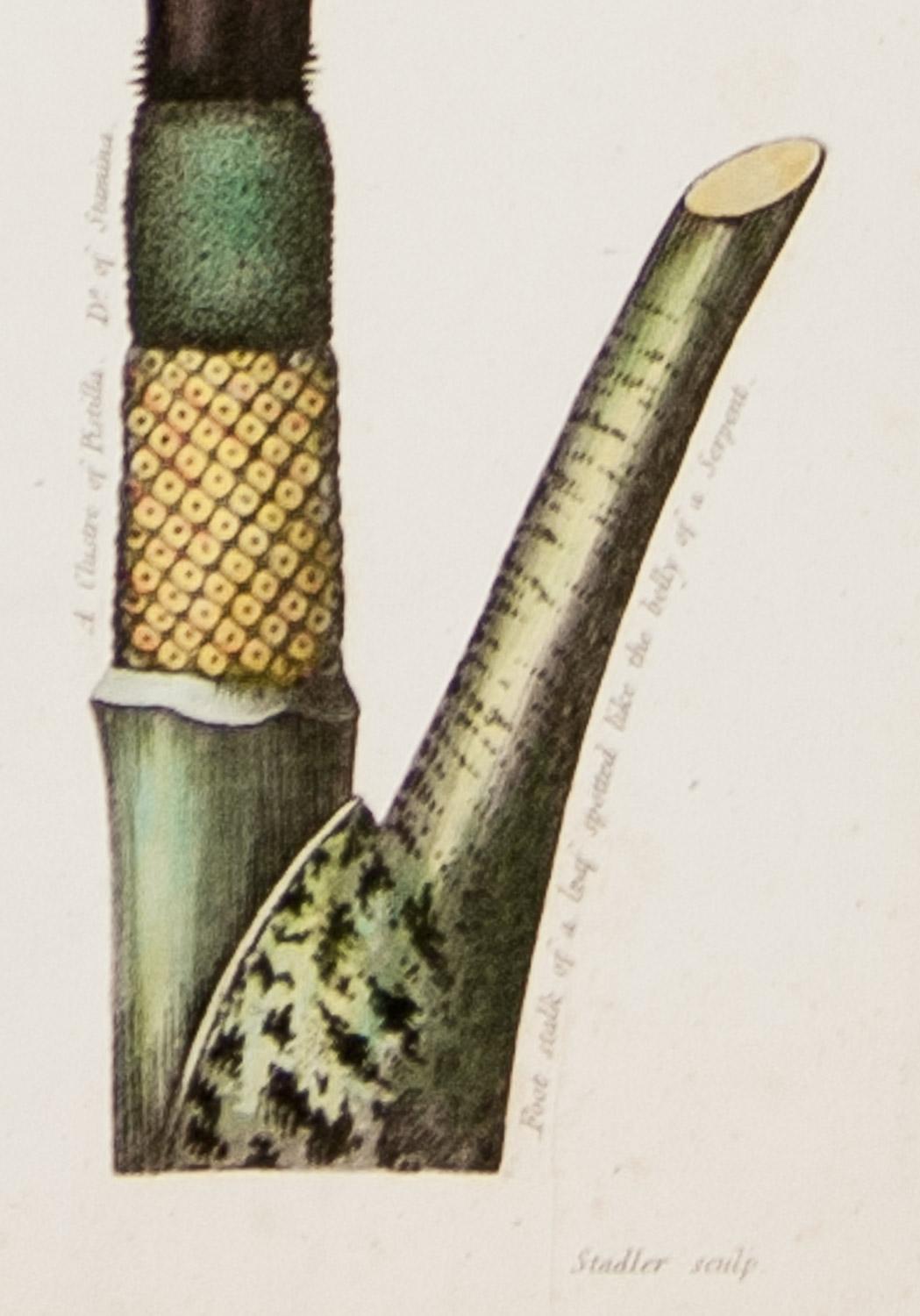 Anatomy of the Dragon Arum & Anatomy of the Queen Flower 1804 by  Dr. R.Thornton - Beige Still-Life Print by Dr. Robert John Thornton