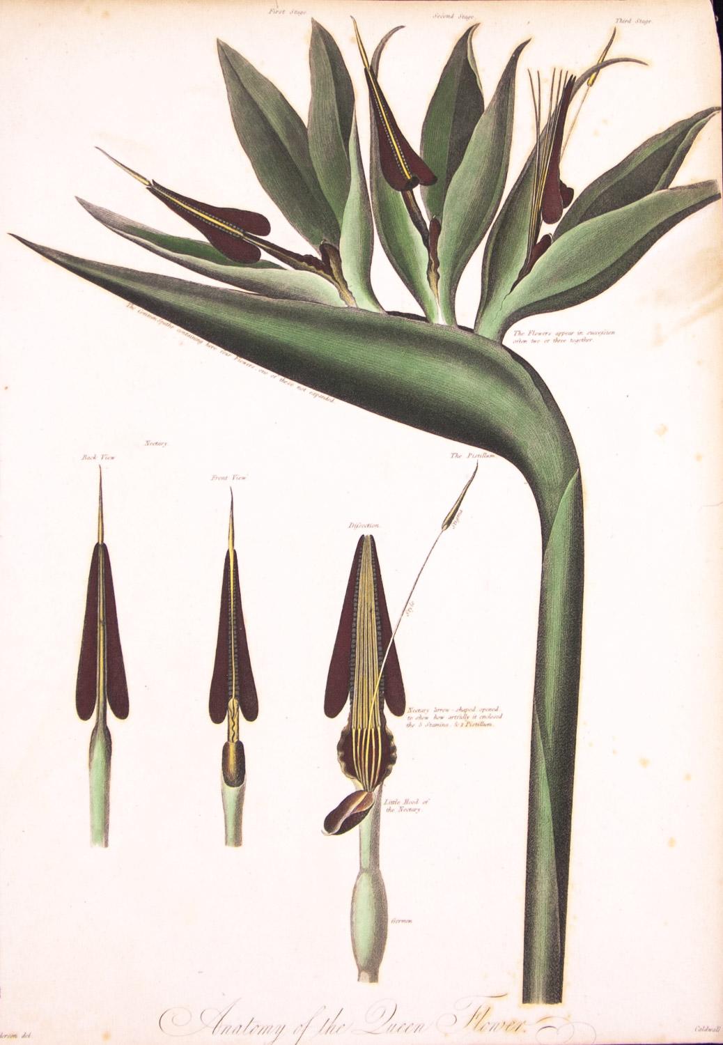 Anatomy of the Dragon Arum & Anatomy of the Queen Flower 1804 by  Dr. R.Thornton 1